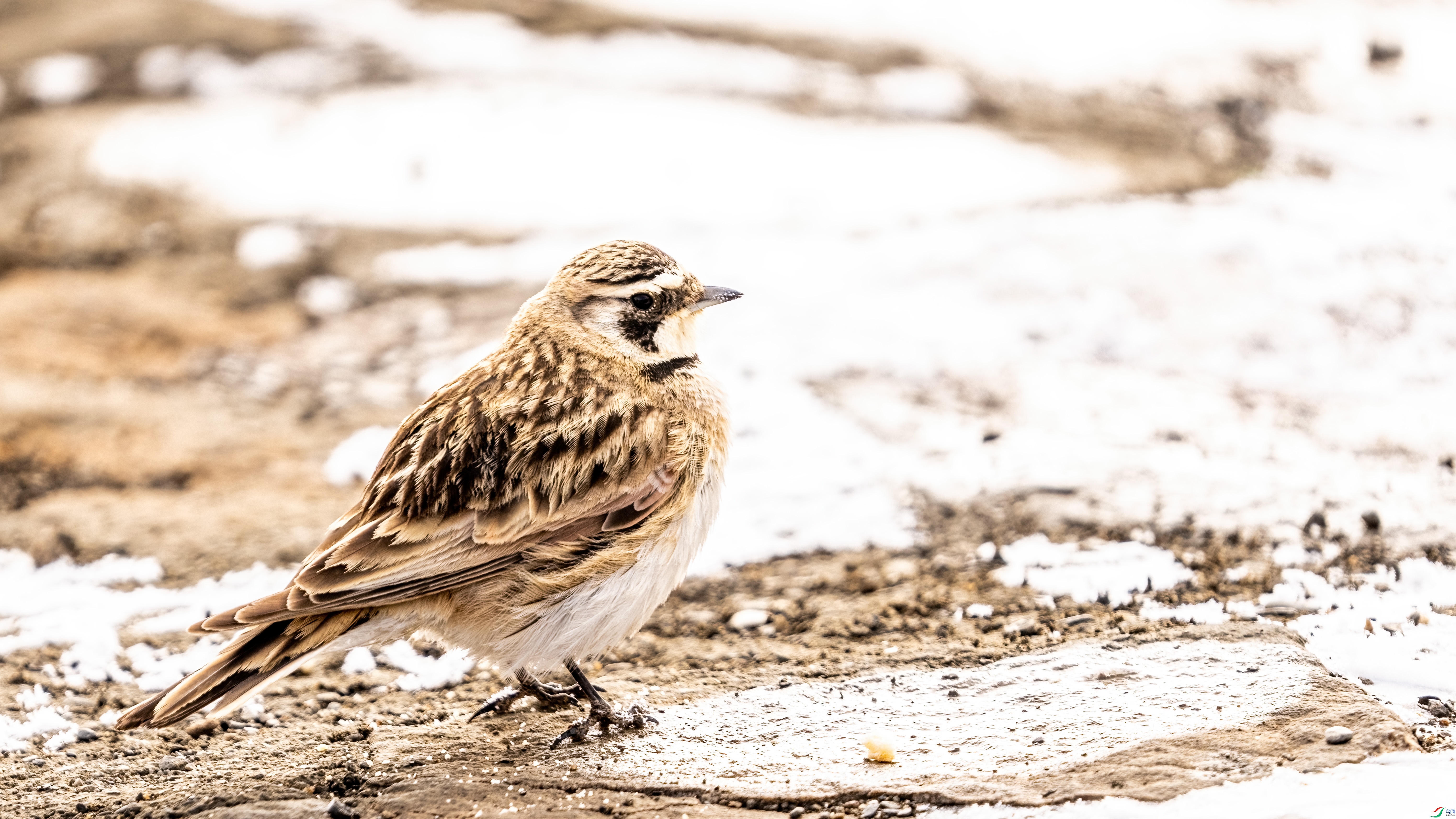 DSC07719-1.jpg