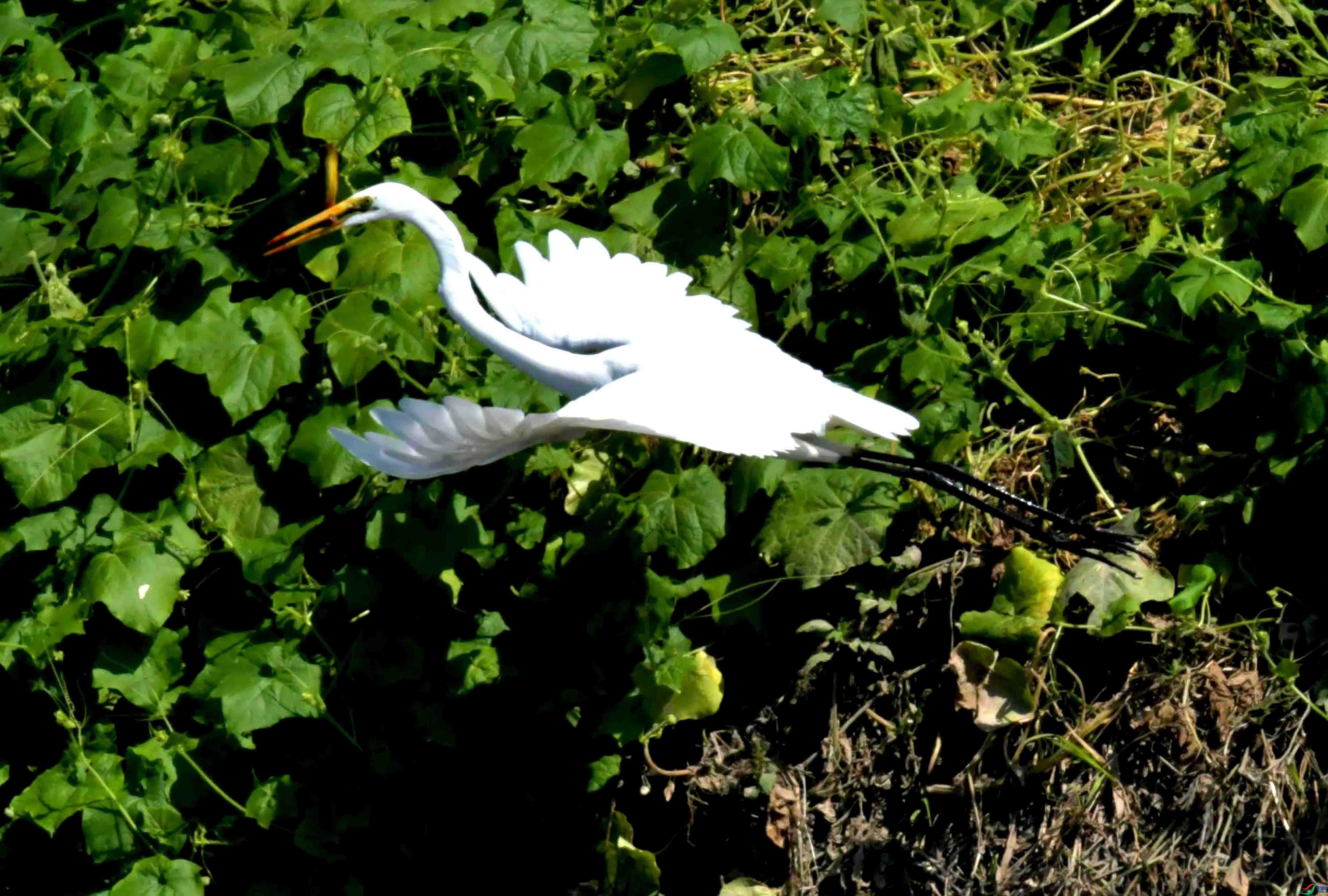 DSC_1931.JPG
