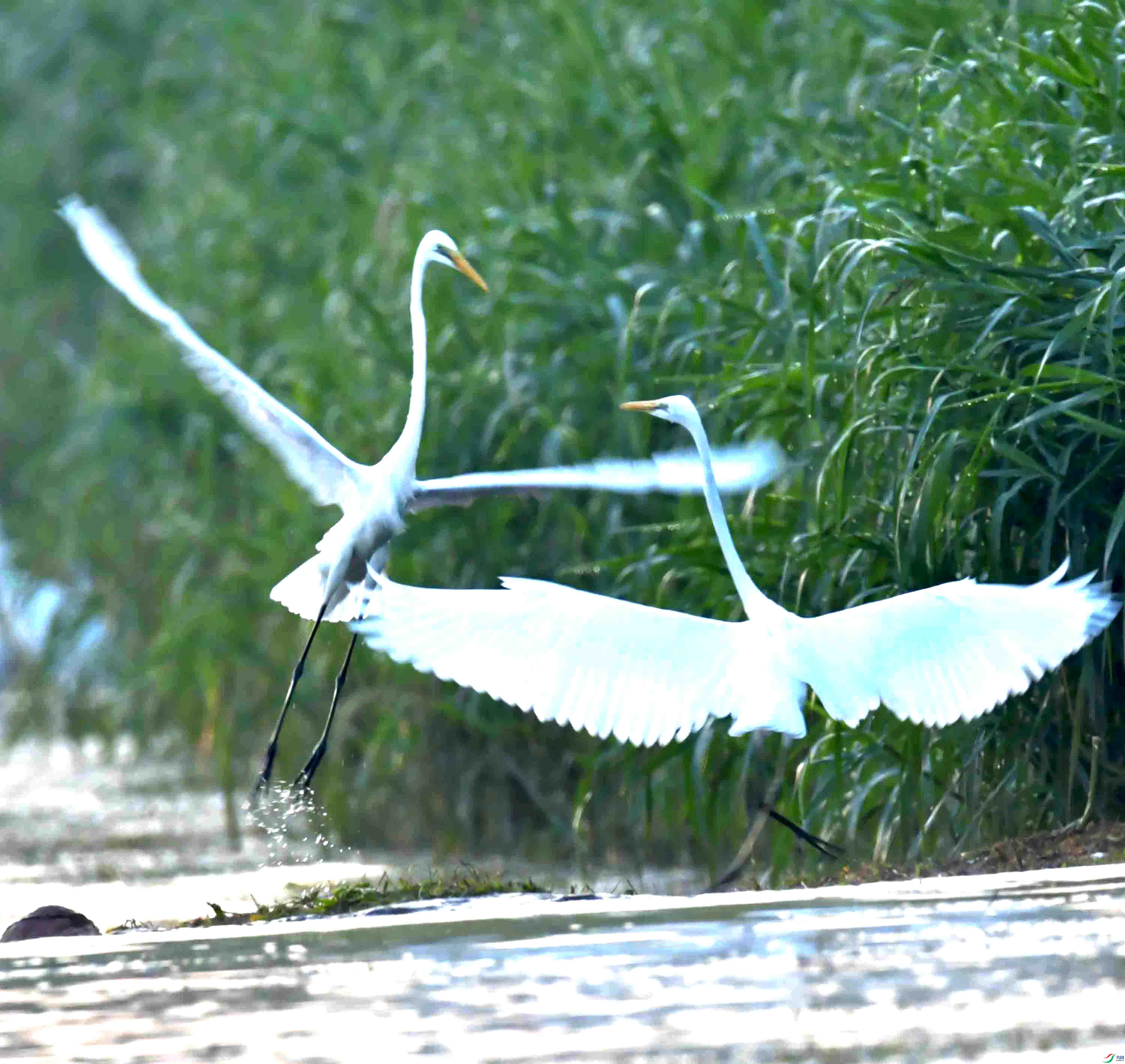 DSC_2904.JPG