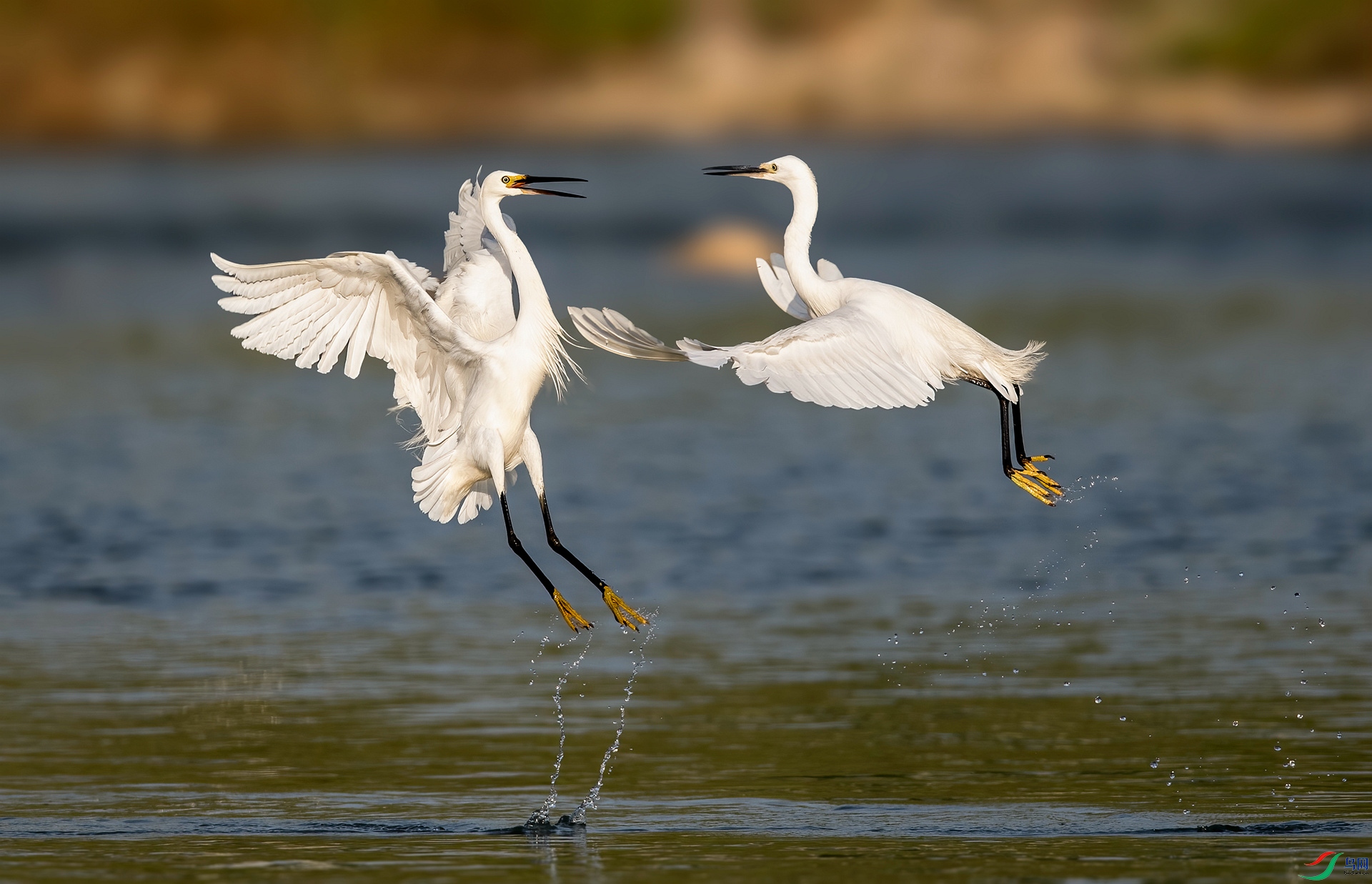 DSC_8380 ����_����.jpg