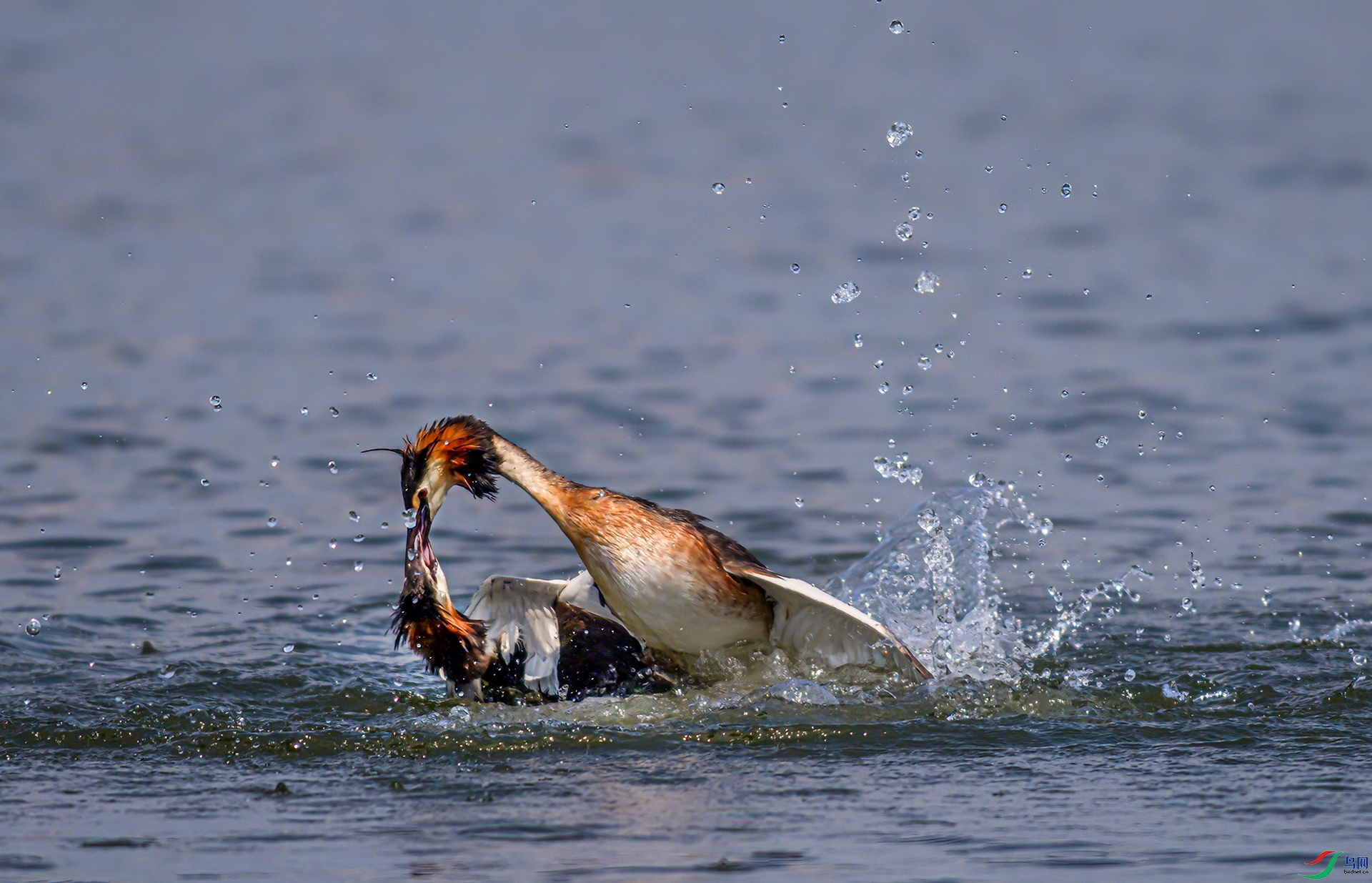 _S7I2982-D-----1 .jpg