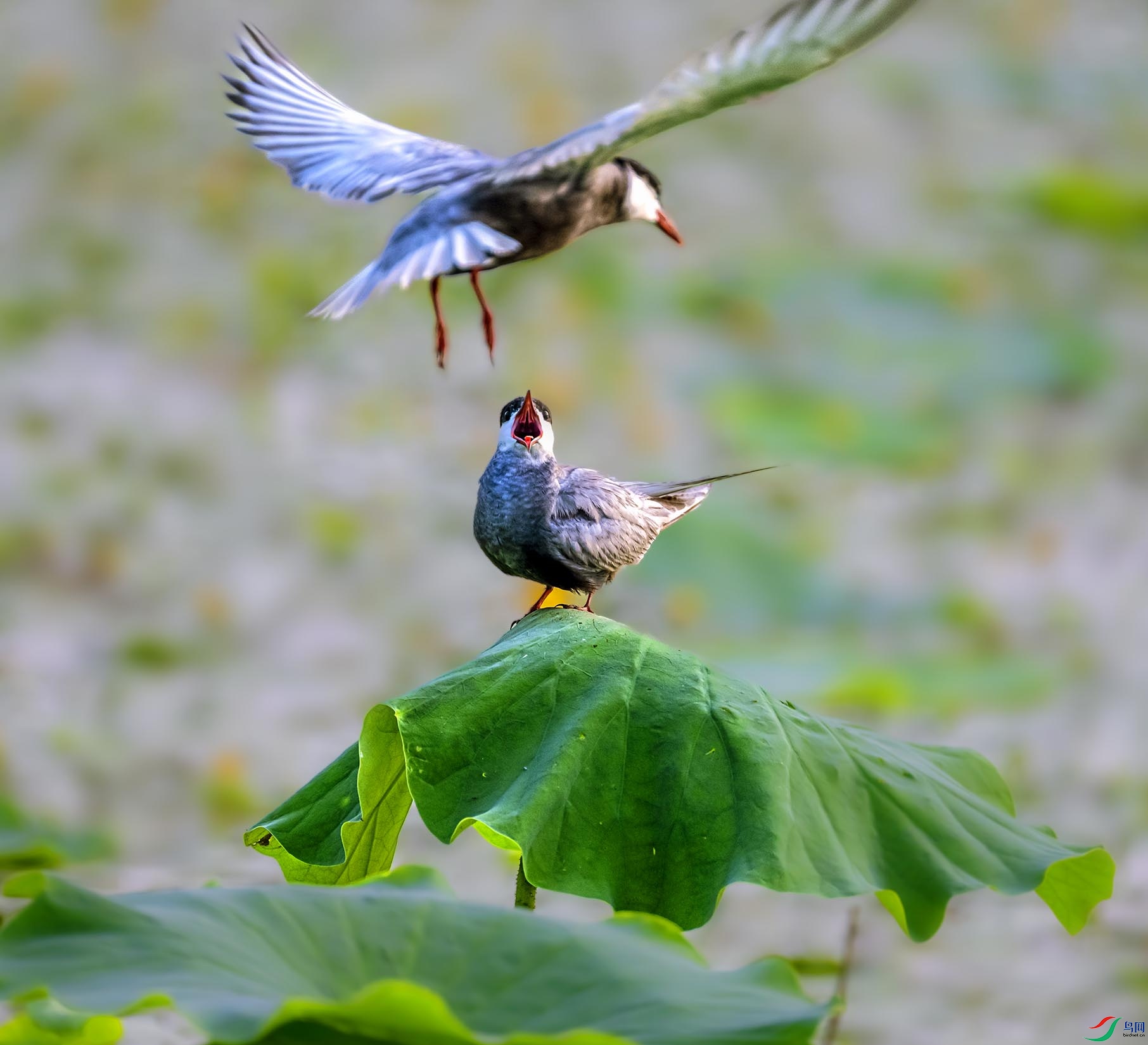 �븡Ÿ�����ι�