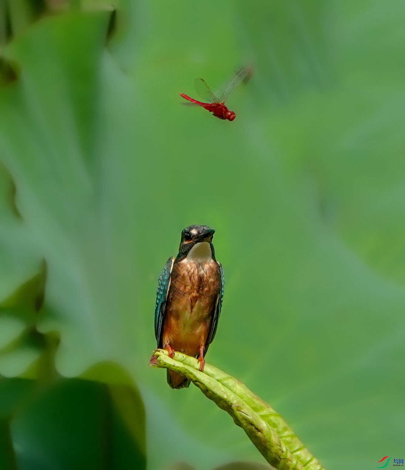 DSC08599.JPG