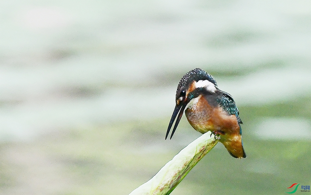 DSC_0149.JPG