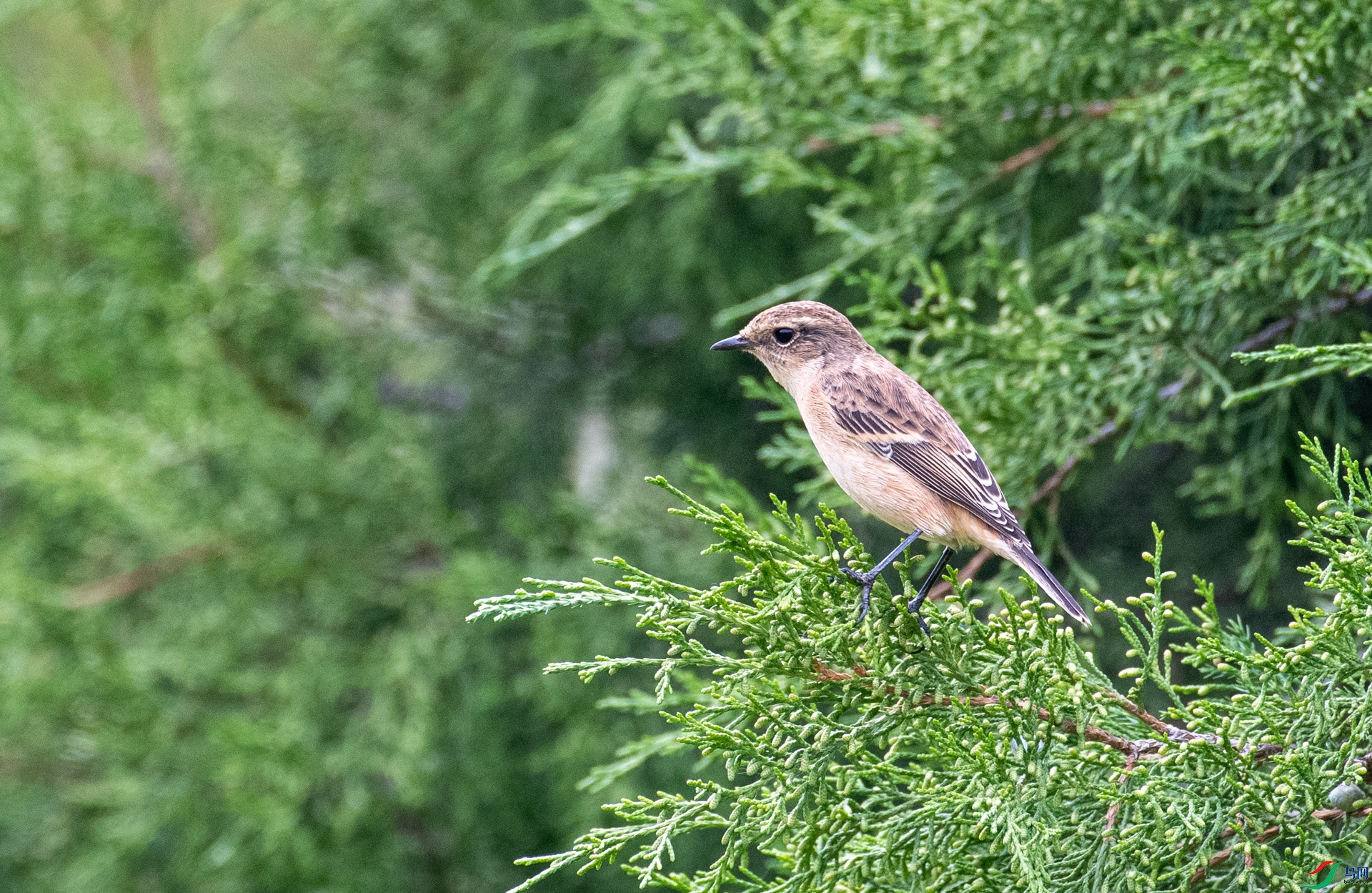 DSC_5677.jpg