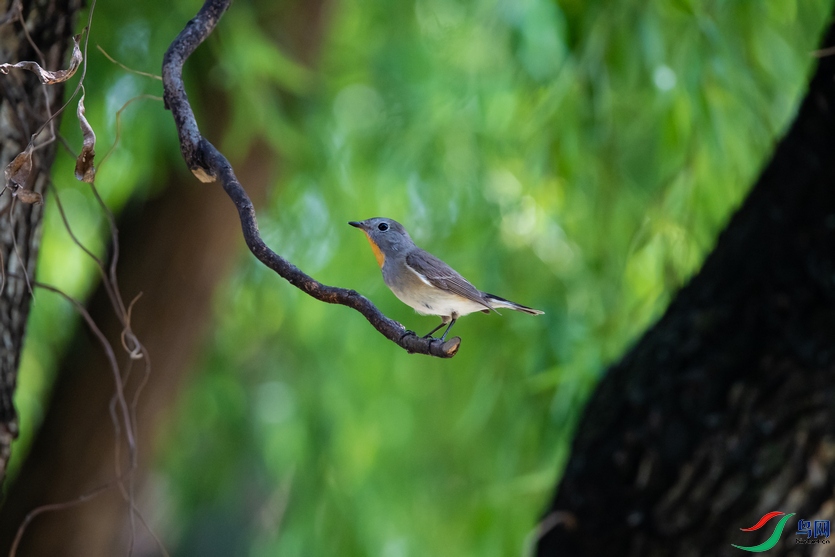 DSC_8887a.jpg