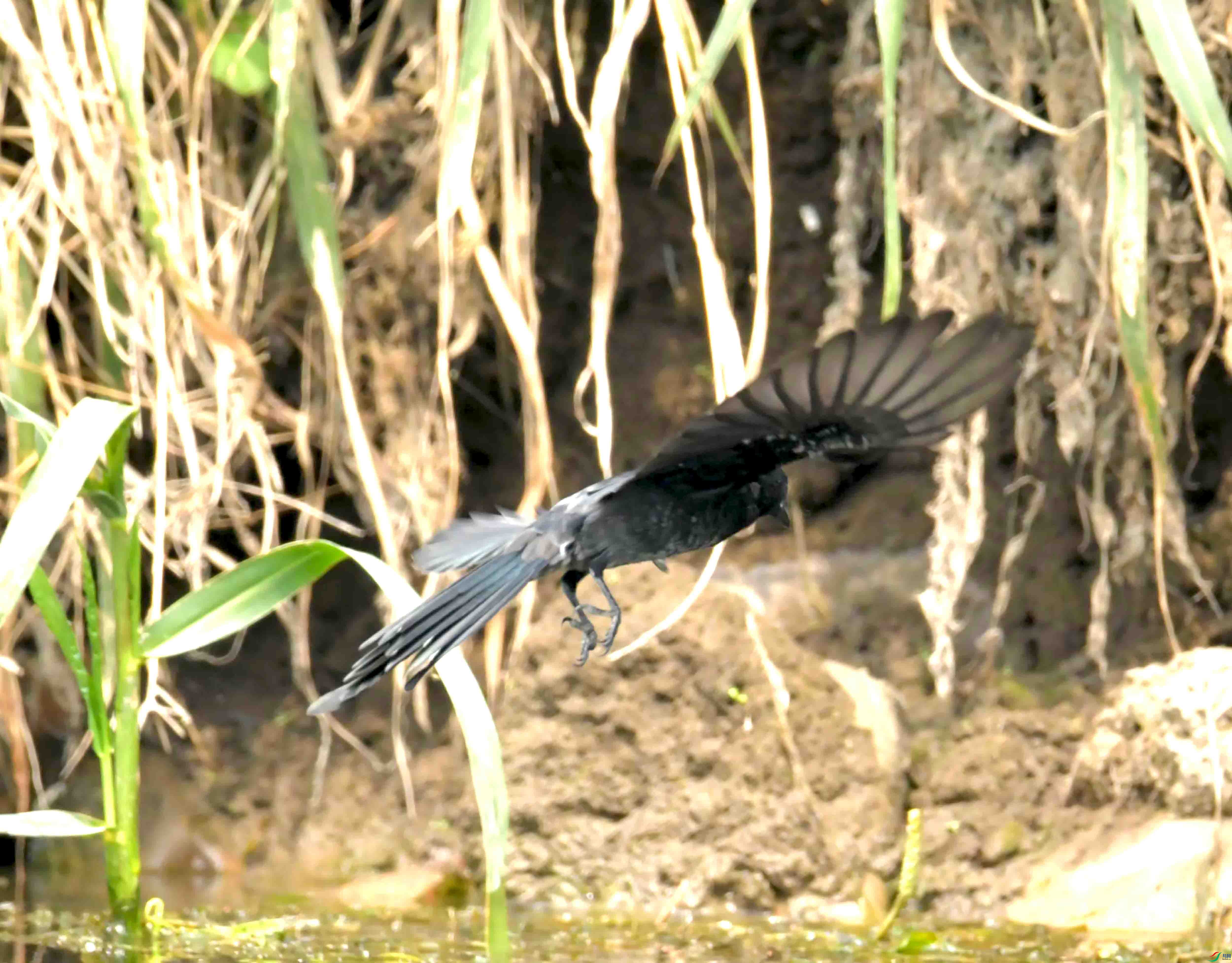 DSC_2562.JPG