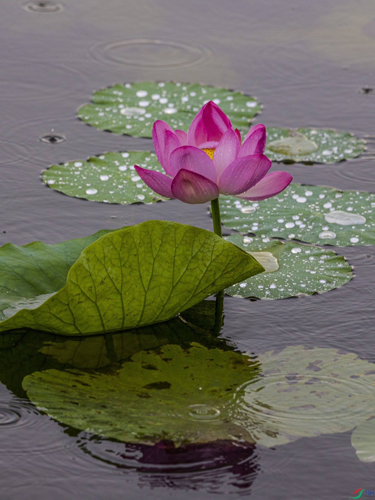 1K3A4743 ����1.jpg