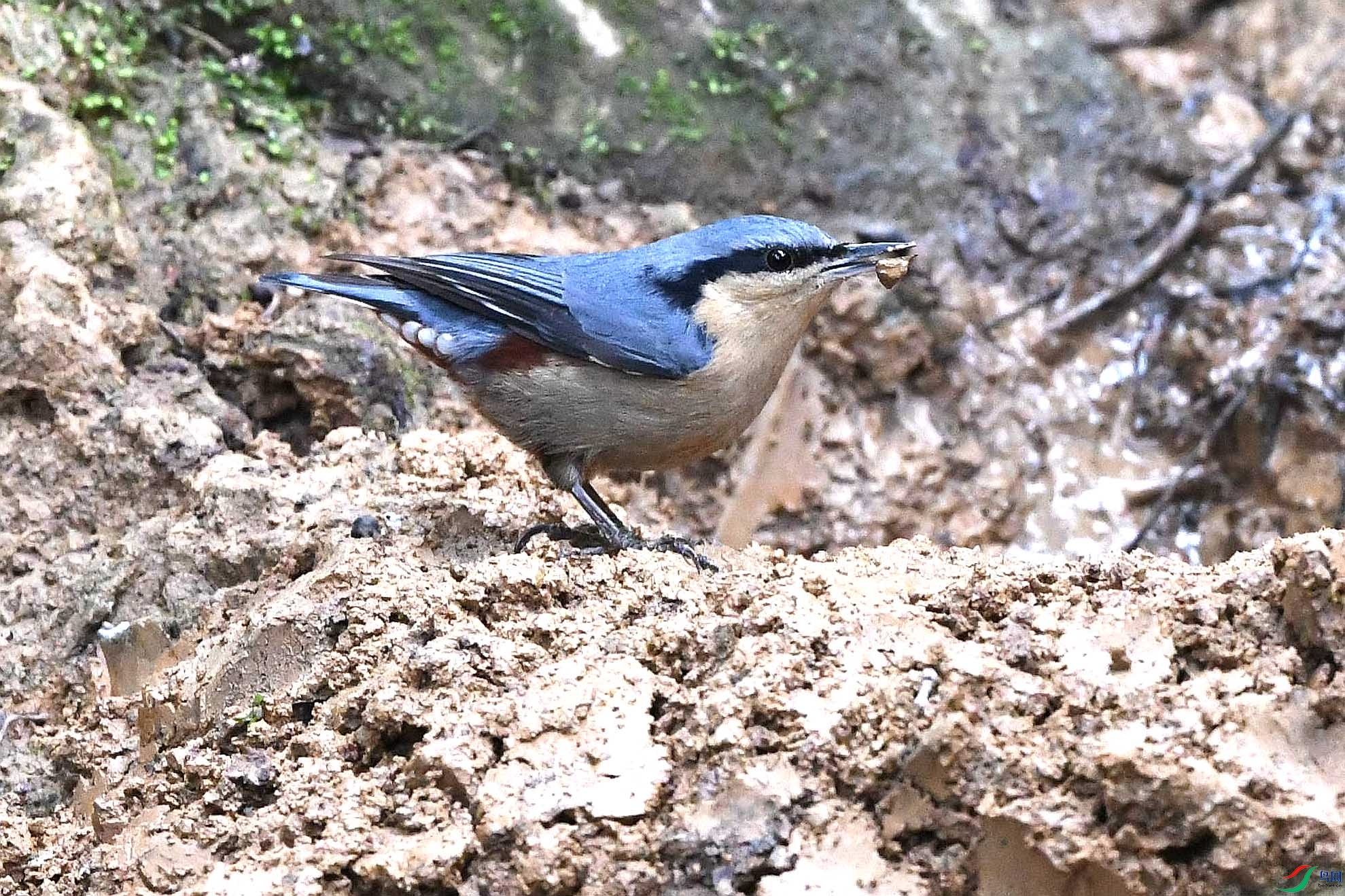 DSC_4084_����.jpg