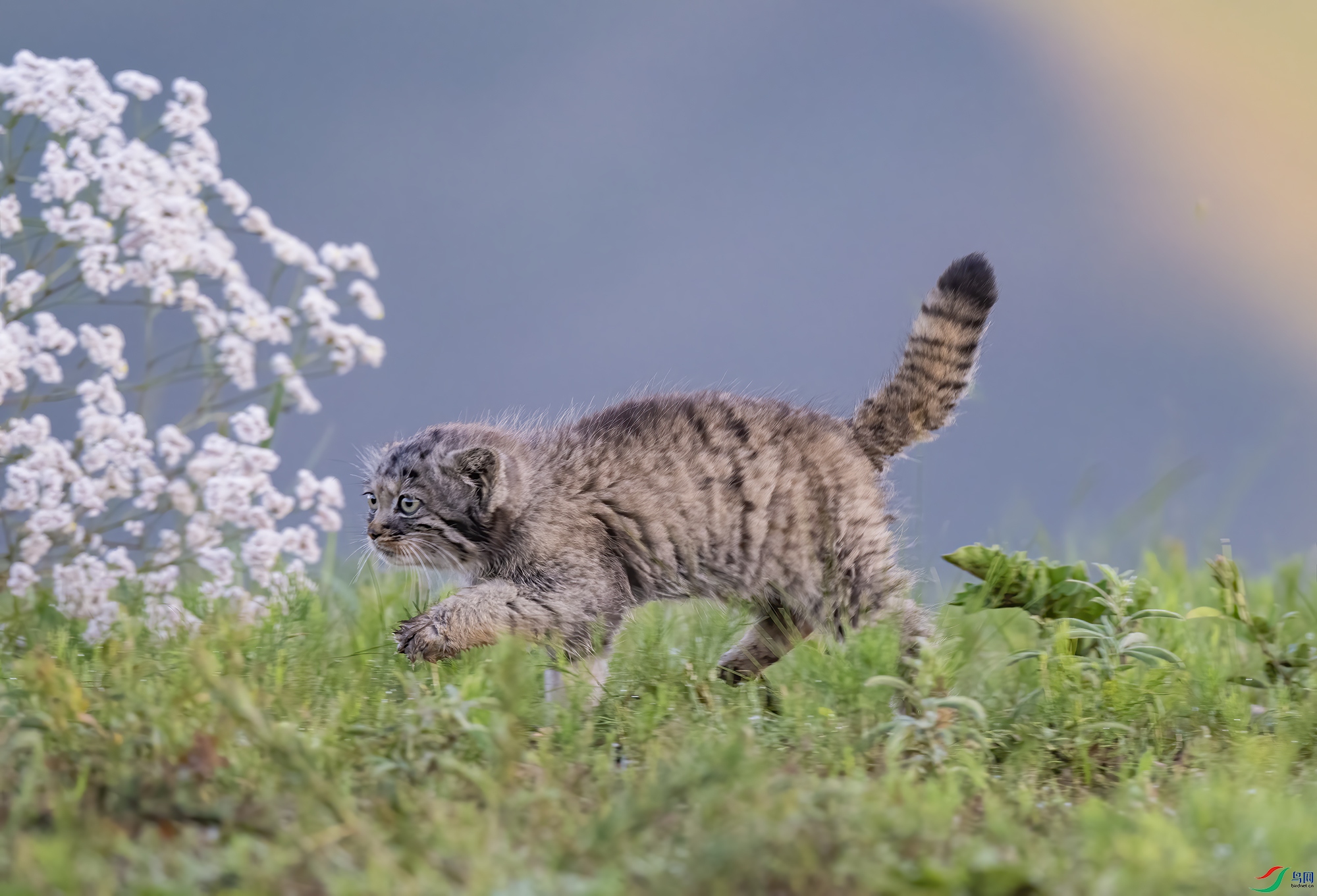 _DSC5431 ����(С��.jpg