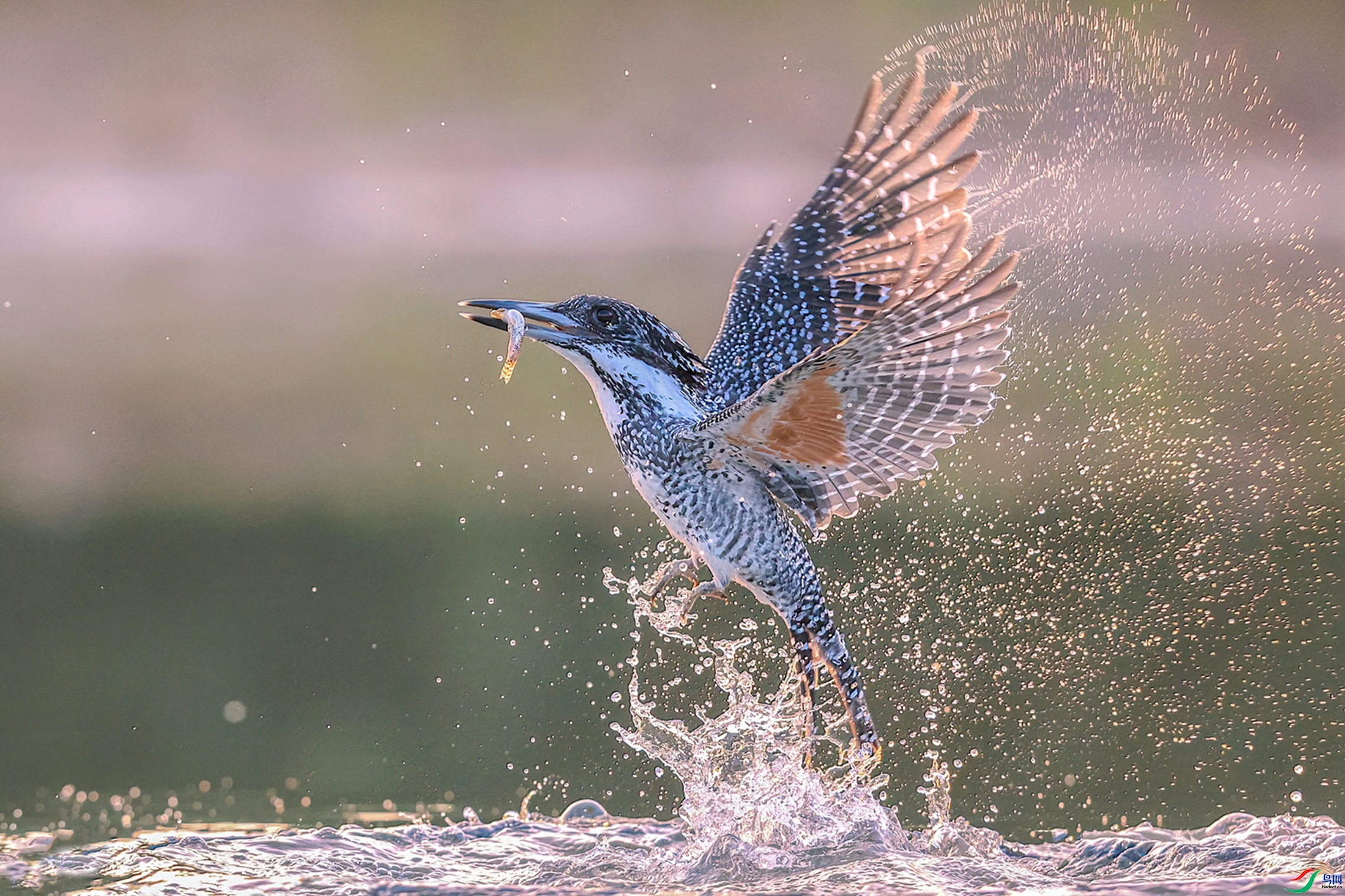 ��2016  ��ˮ.jpg