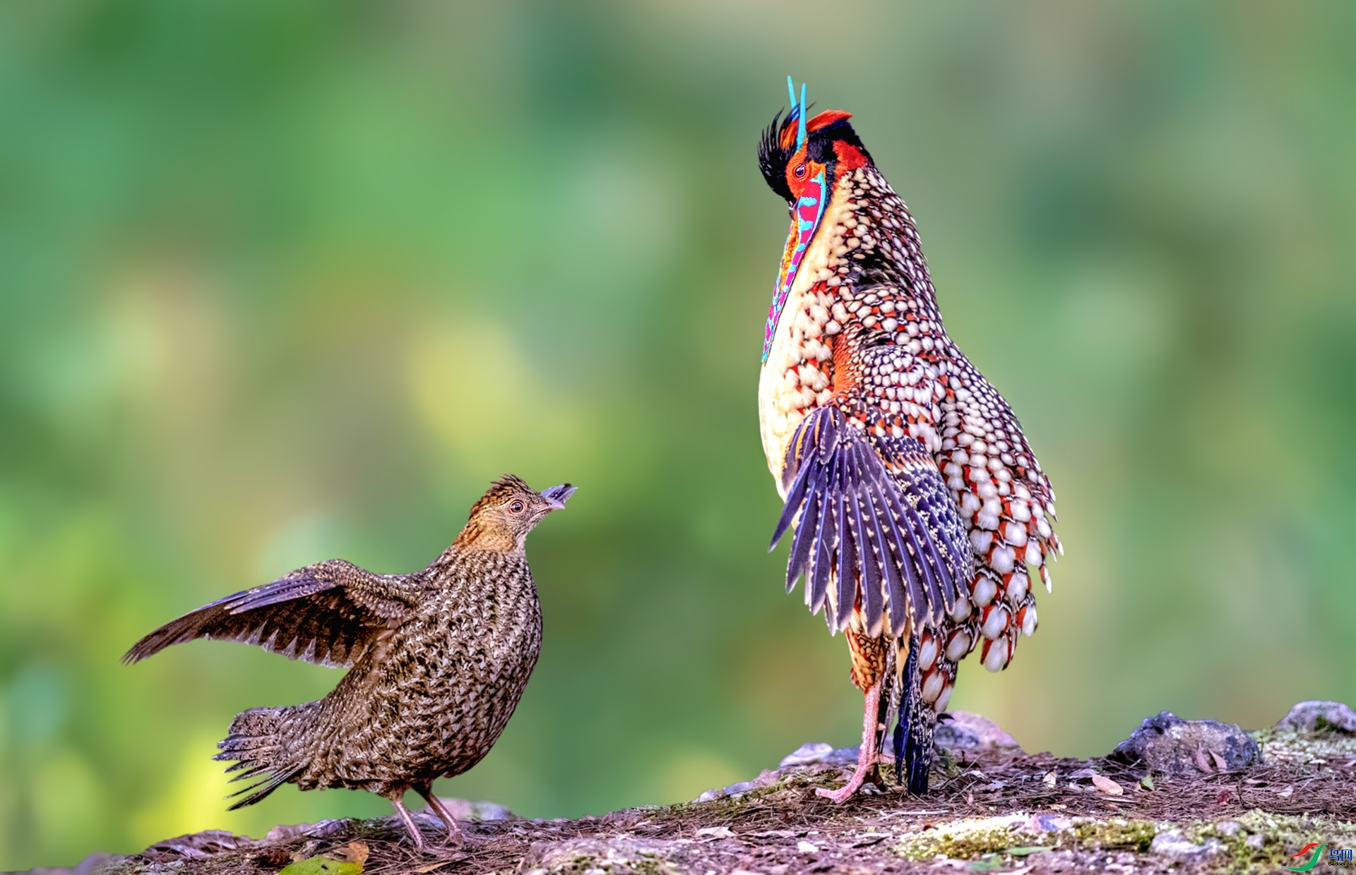 ����ZL  �Ƹ�����.jpg