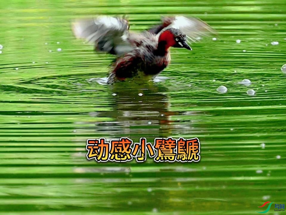 ����С���e