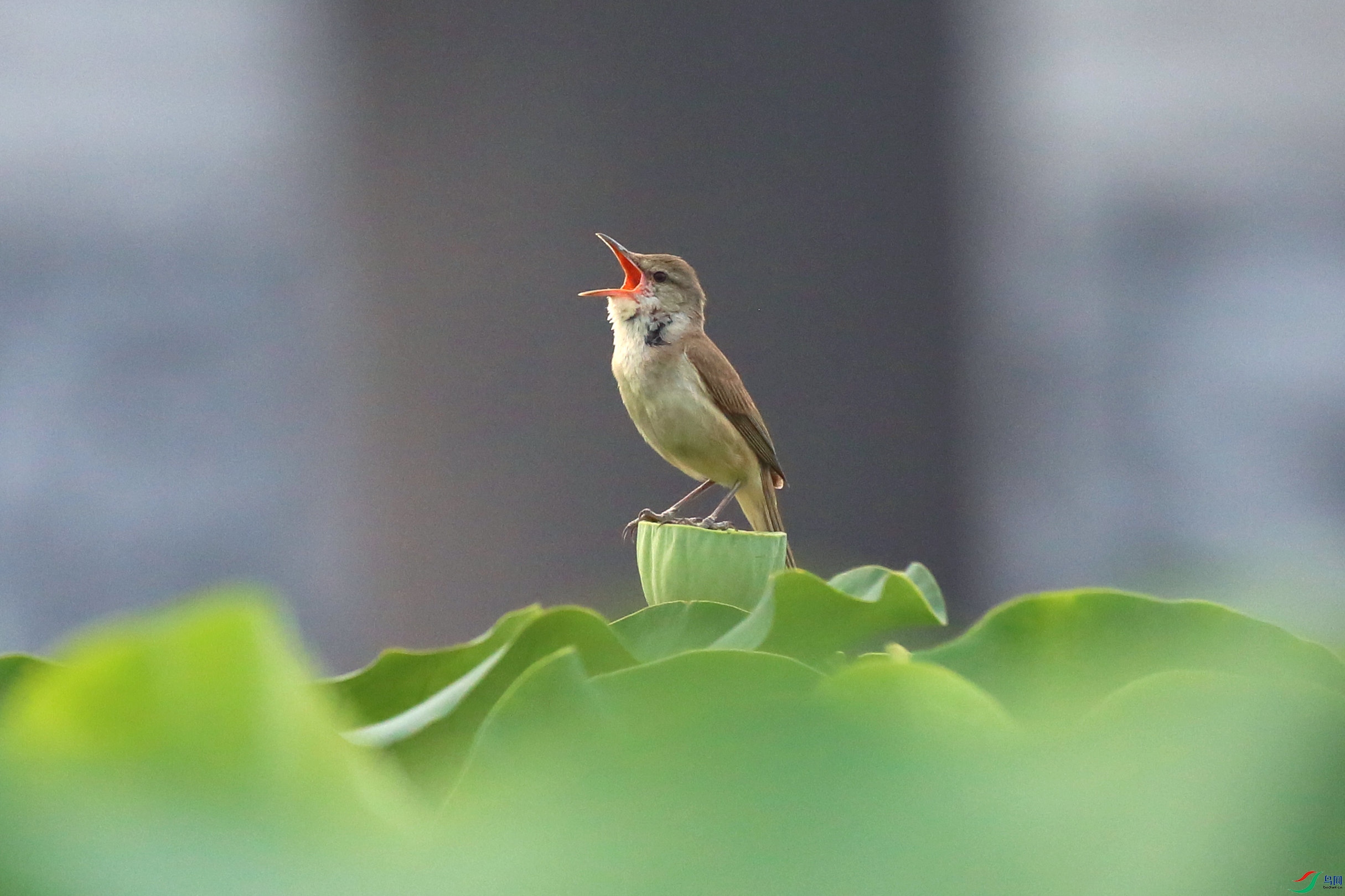 BG3A2166.jpg