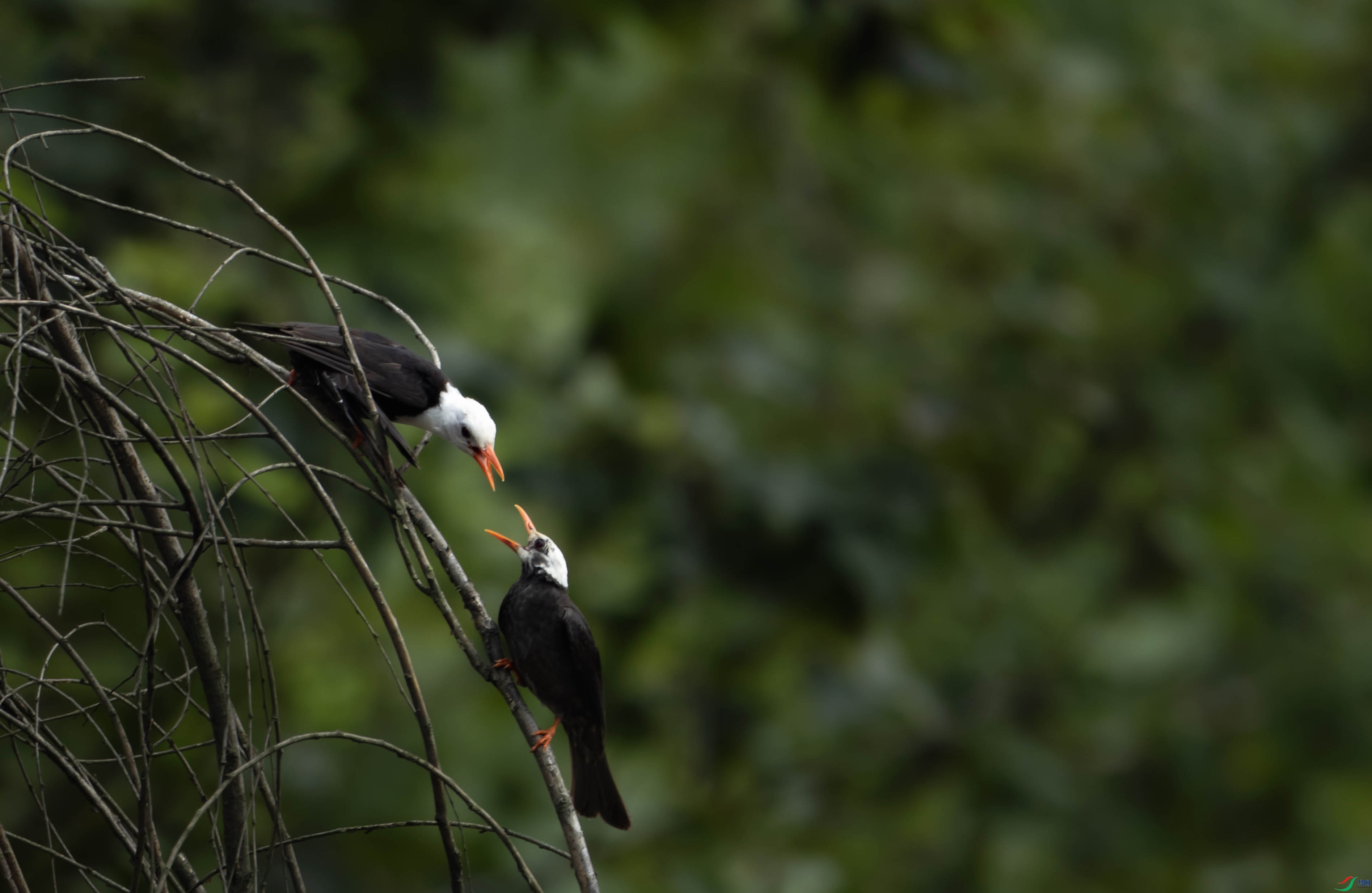 ���ڶ̽��ǶԸ� ��