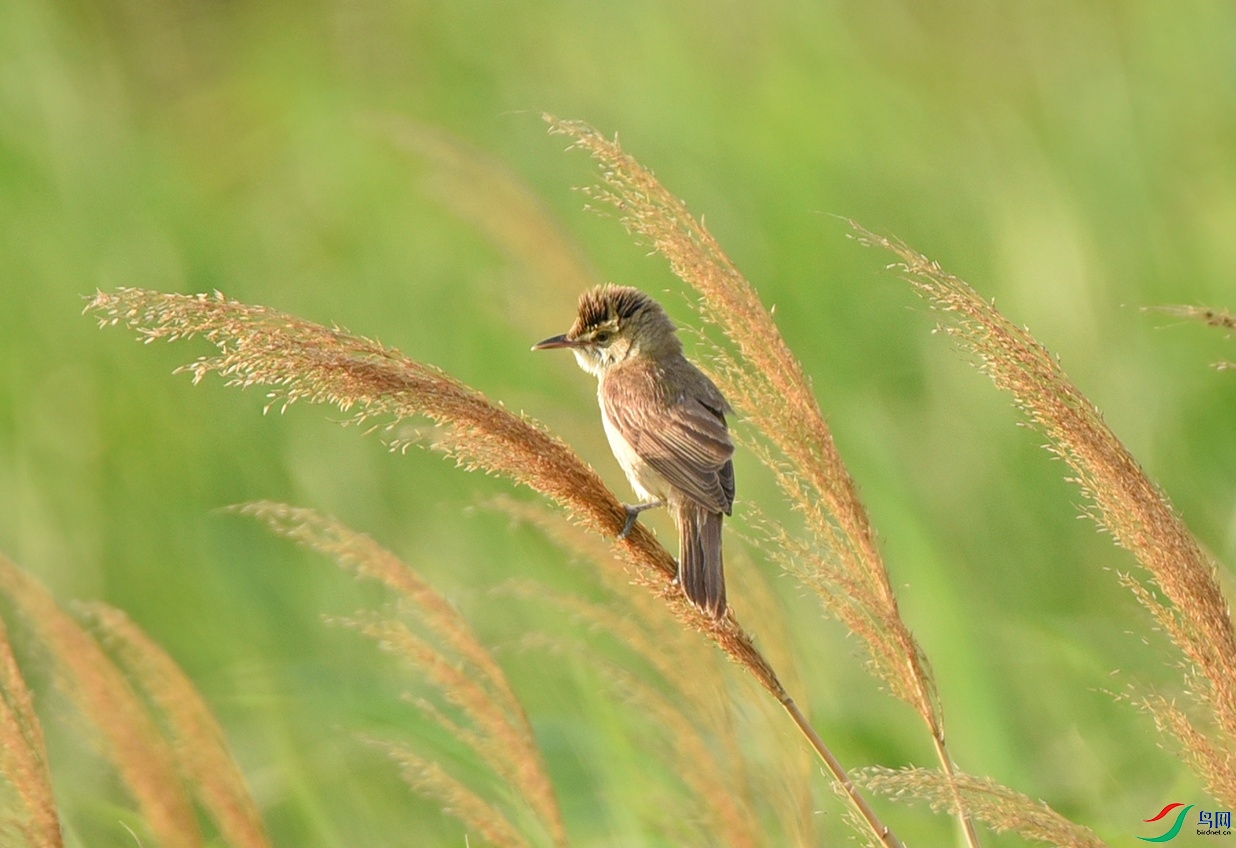 DSC_7296.jpg