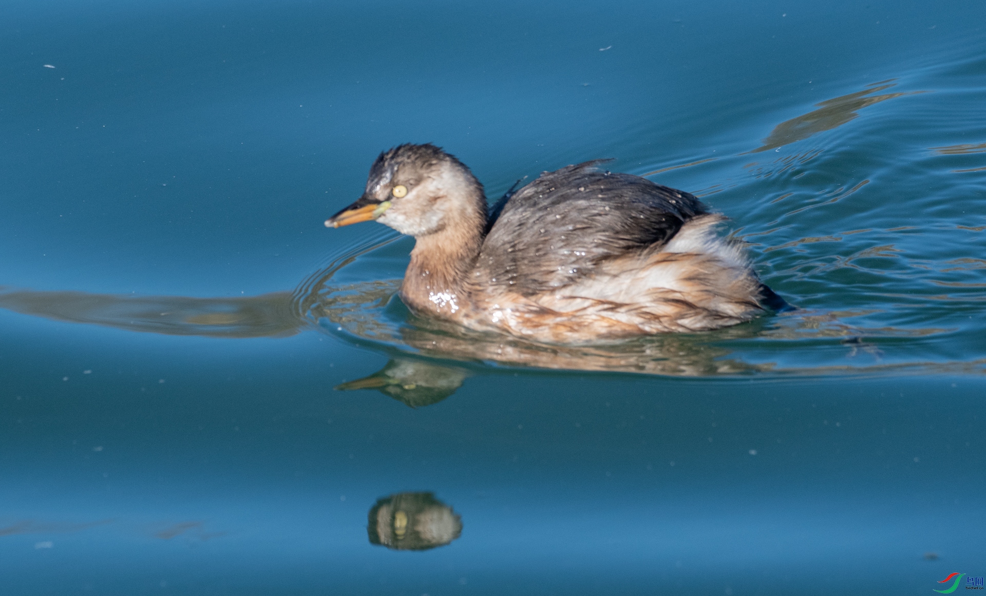 DSC_7523.jpg