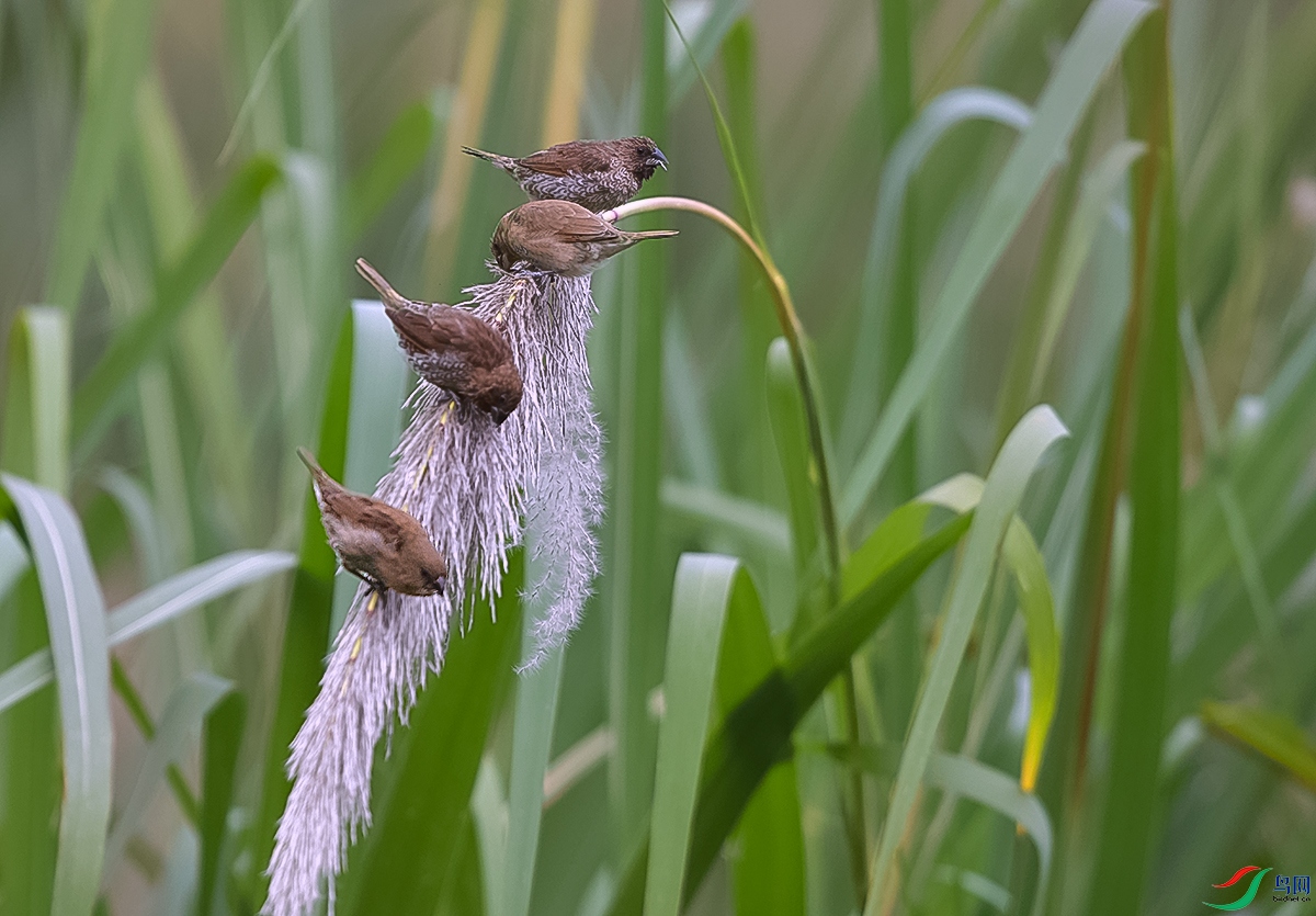 DSC_3959.JPG