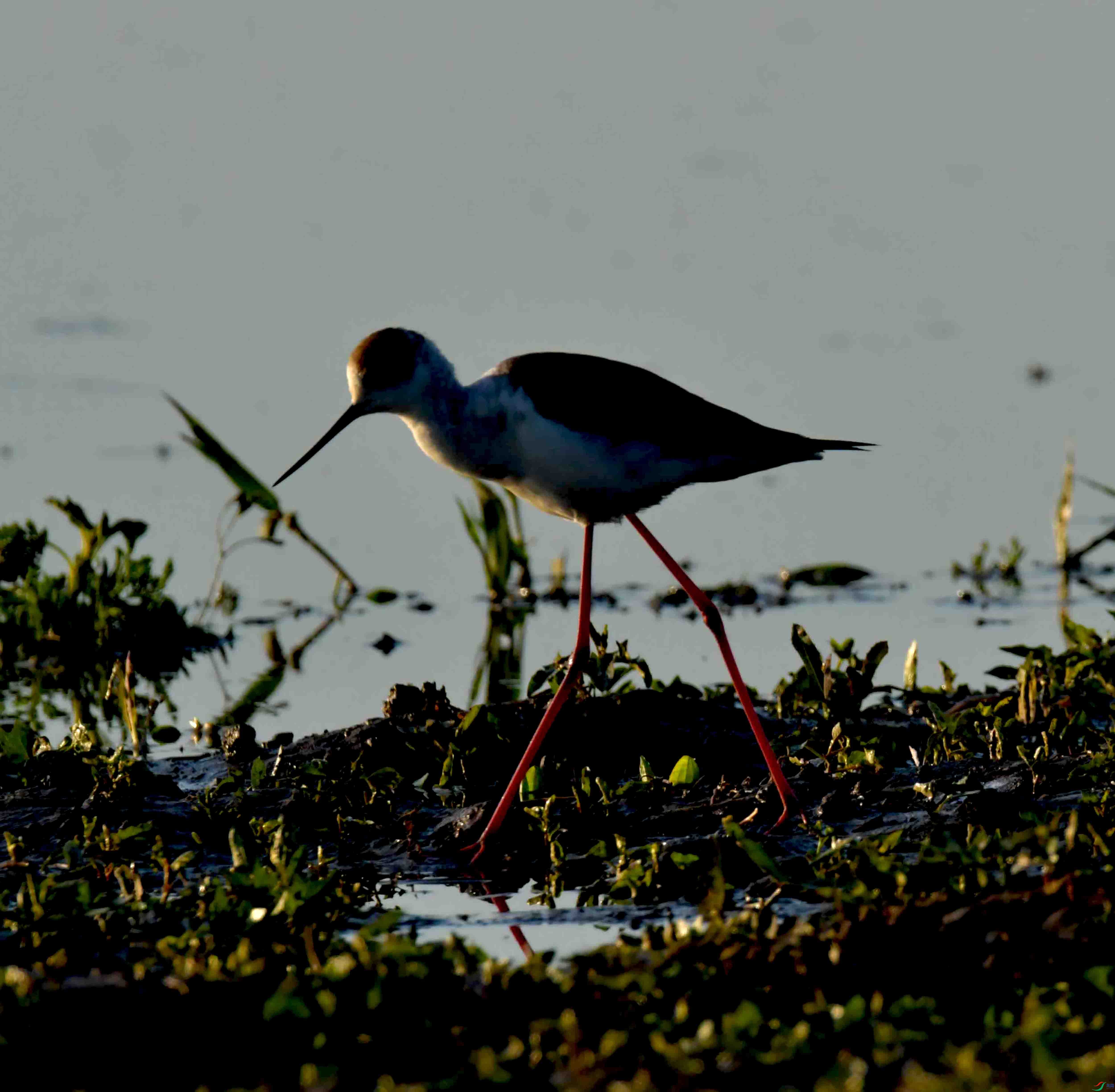 DSC_0502.JPG