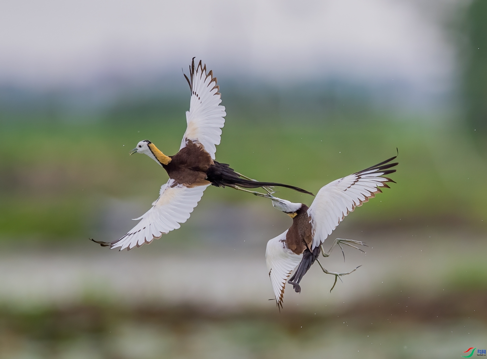 lsn77766  ˮ��.jpg