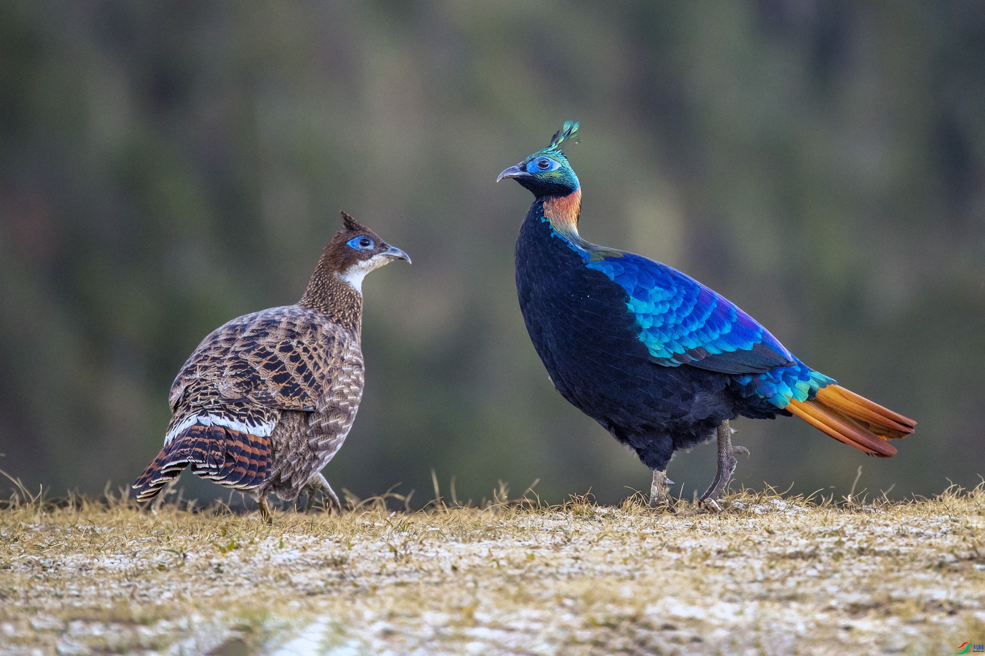 �ٻ�  ��ٳ�����Ļ�.jpg