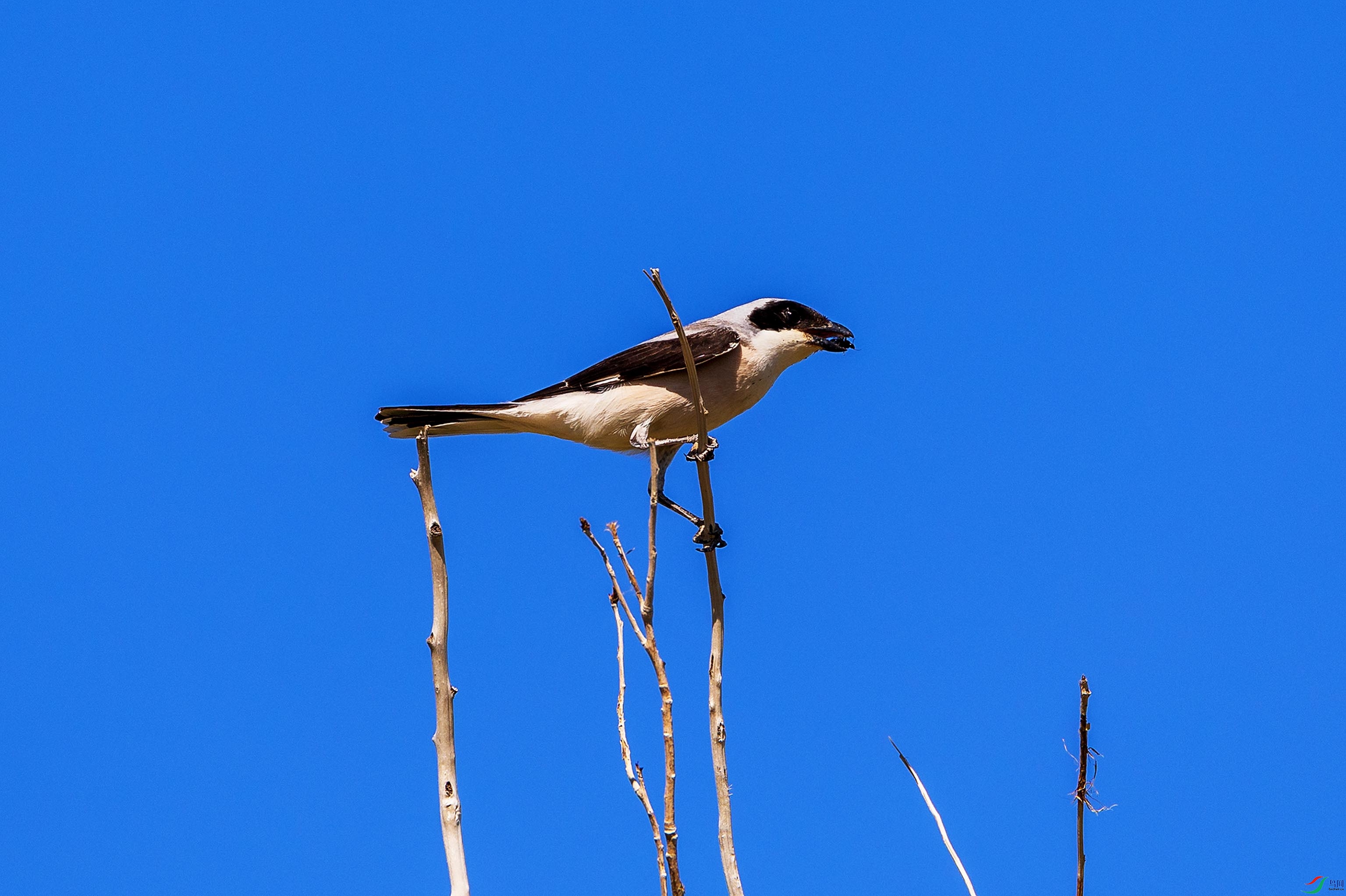063A3890.jpgb1.jpg