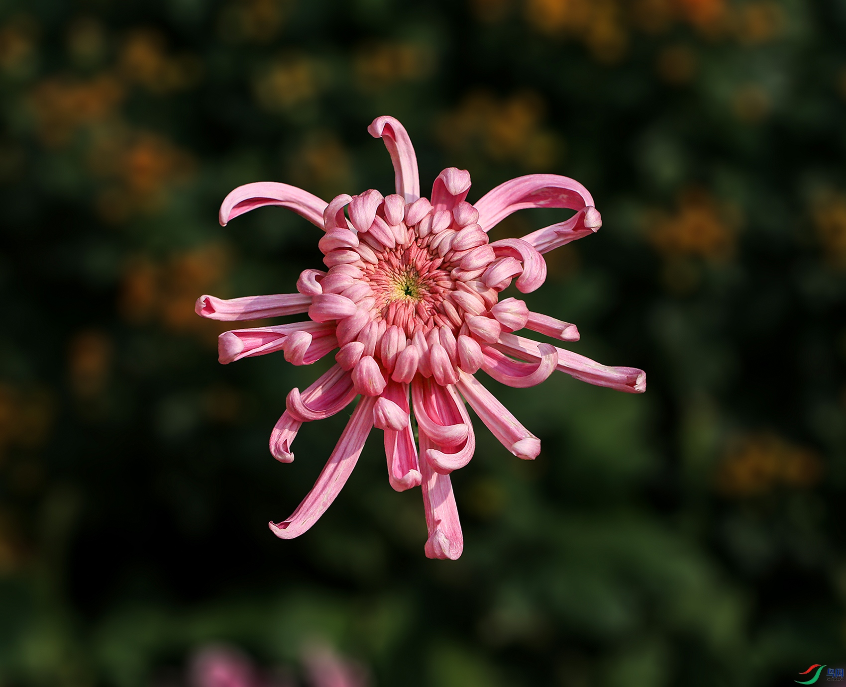 001415832U9A0918 ��������� 1000k.jpg