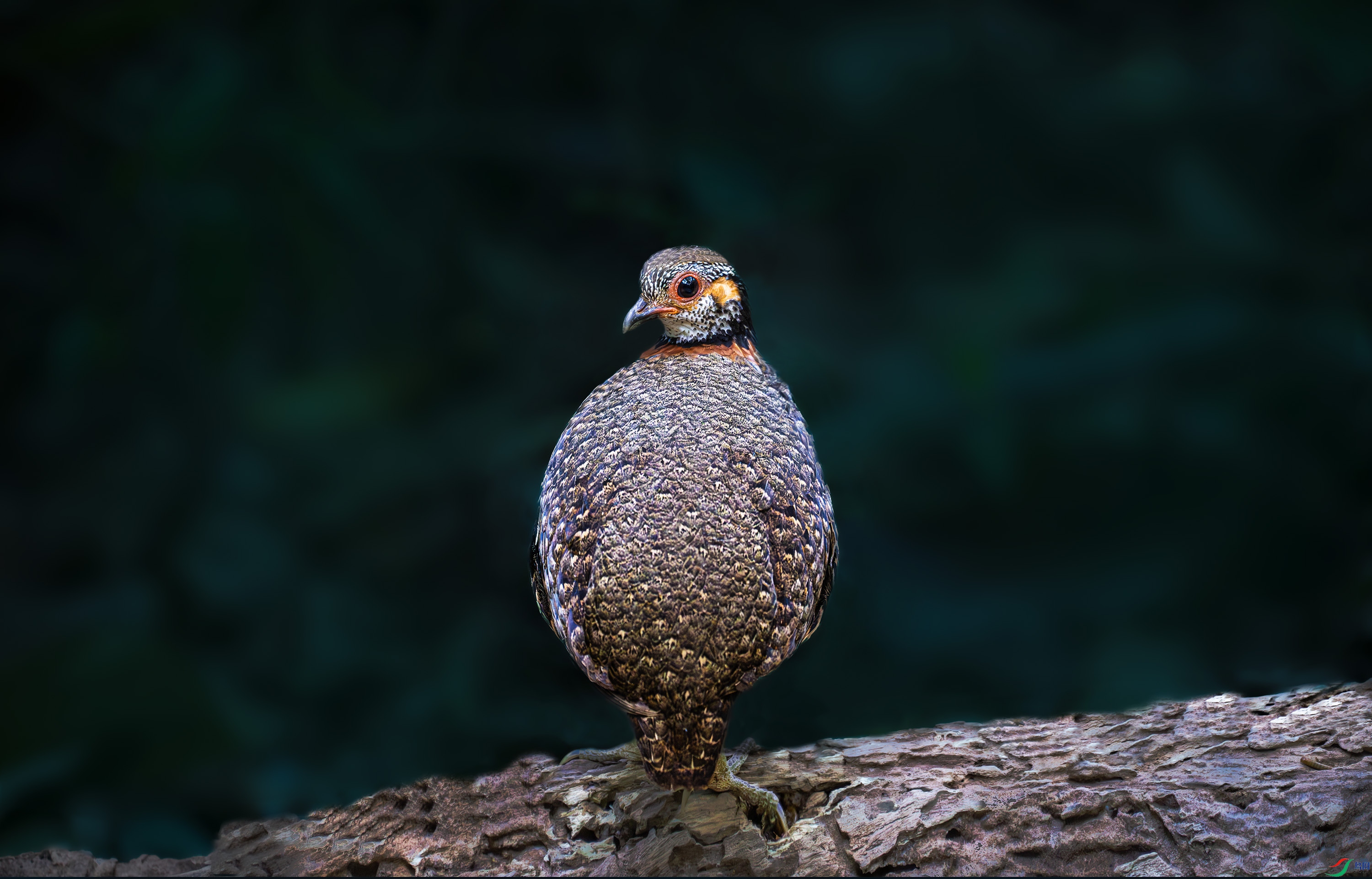 DSC_2167.jpg