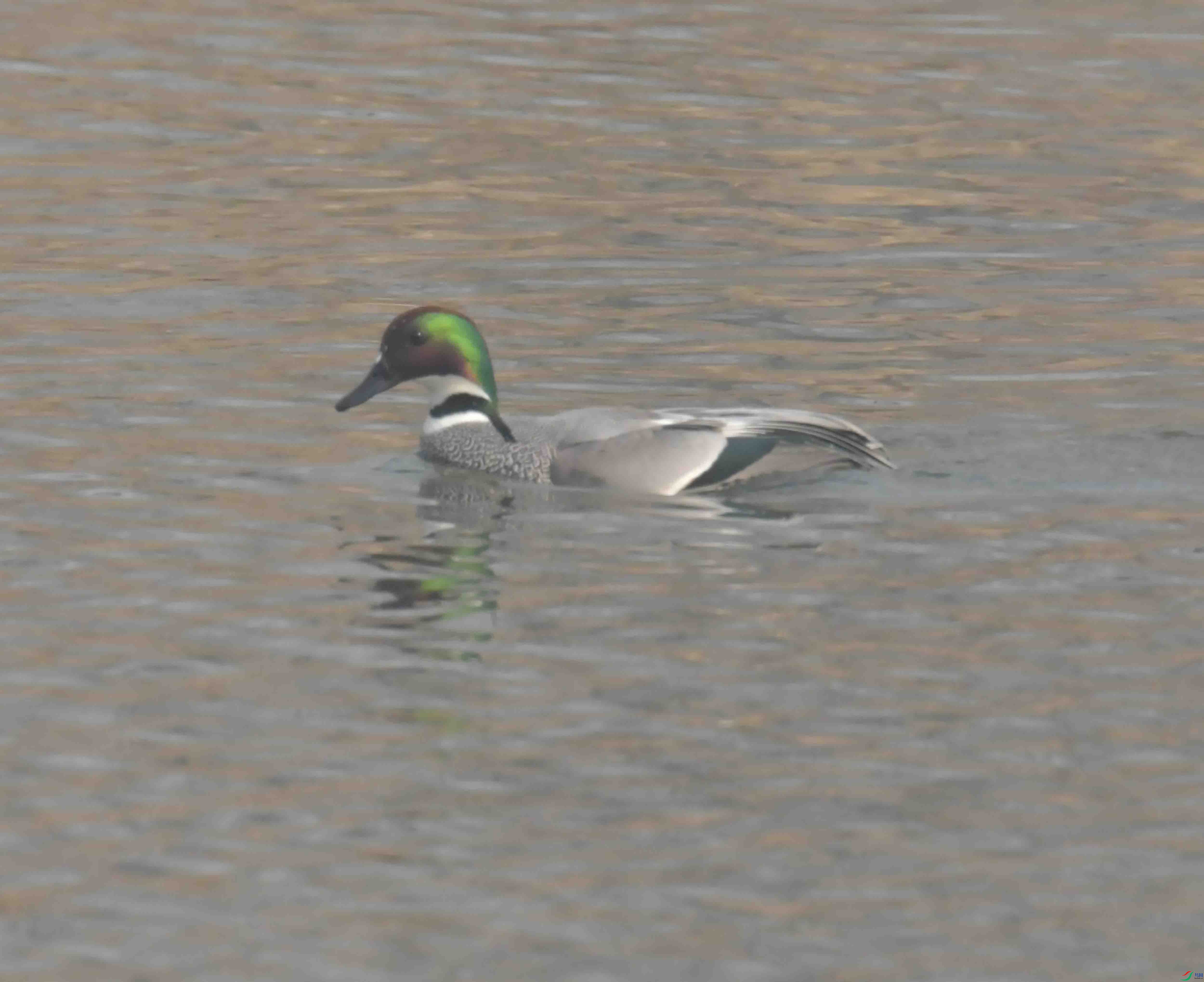 DSC_2115.JPG