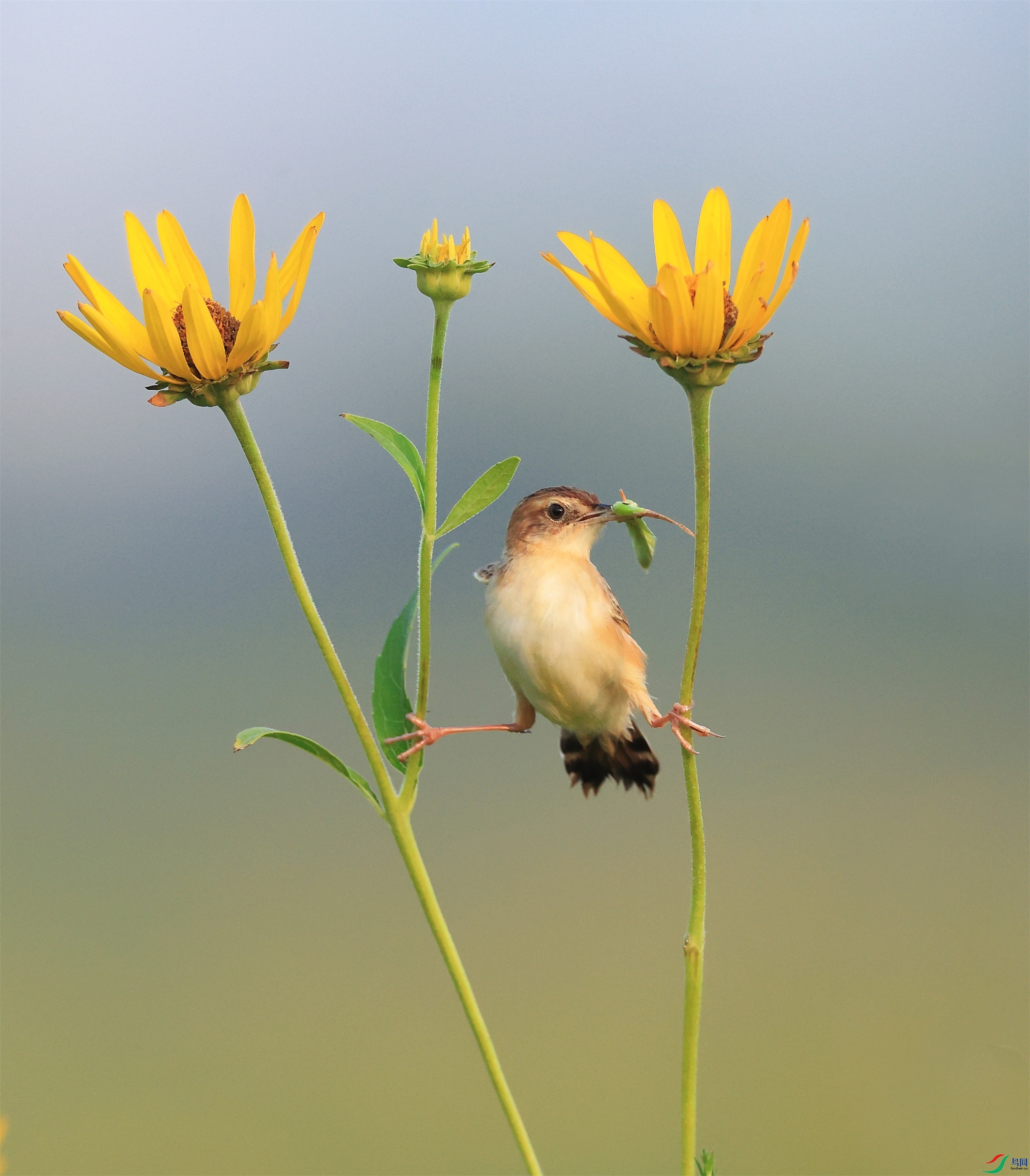 2333 - ���� (4).JPG