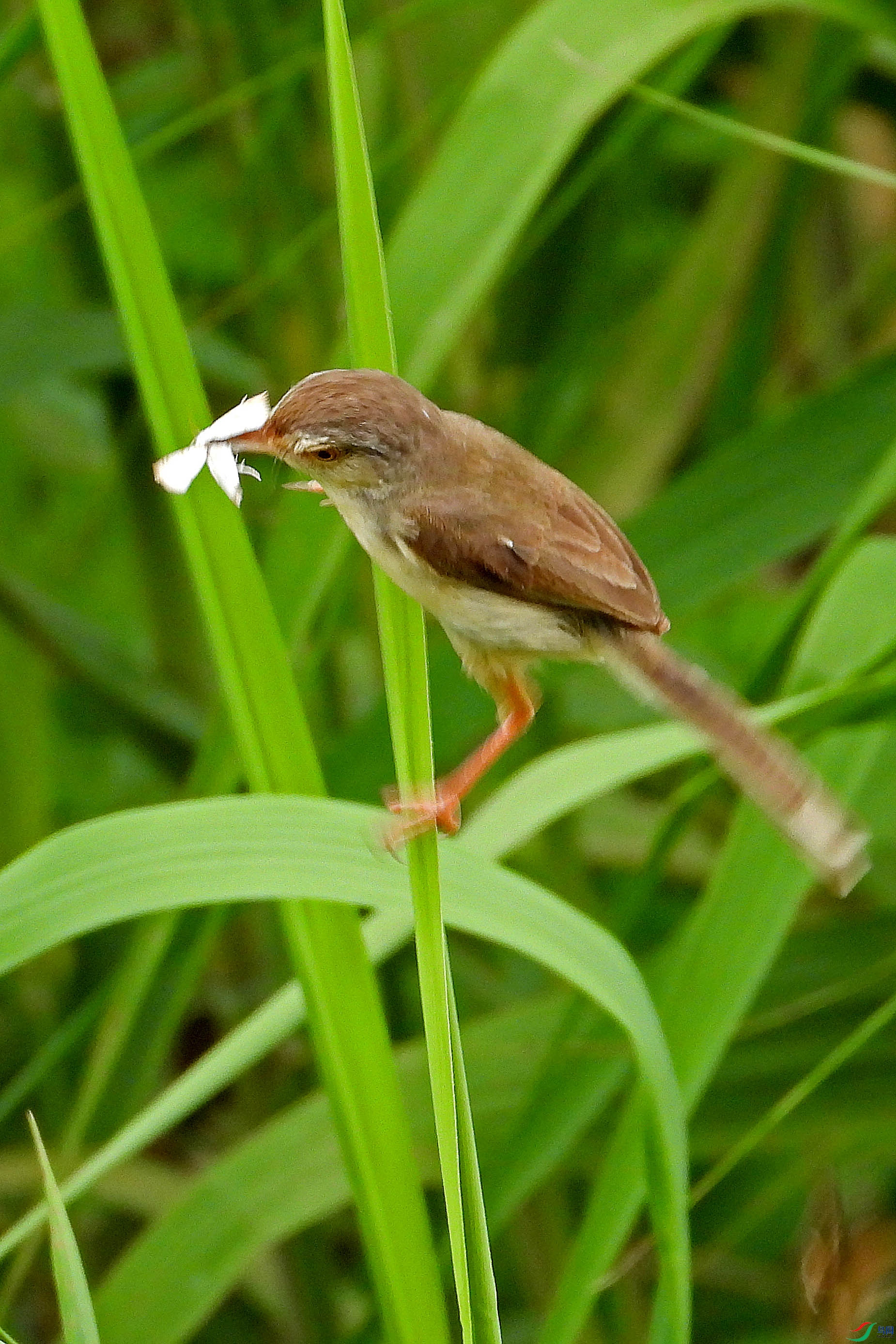 DSCN7911.JPG