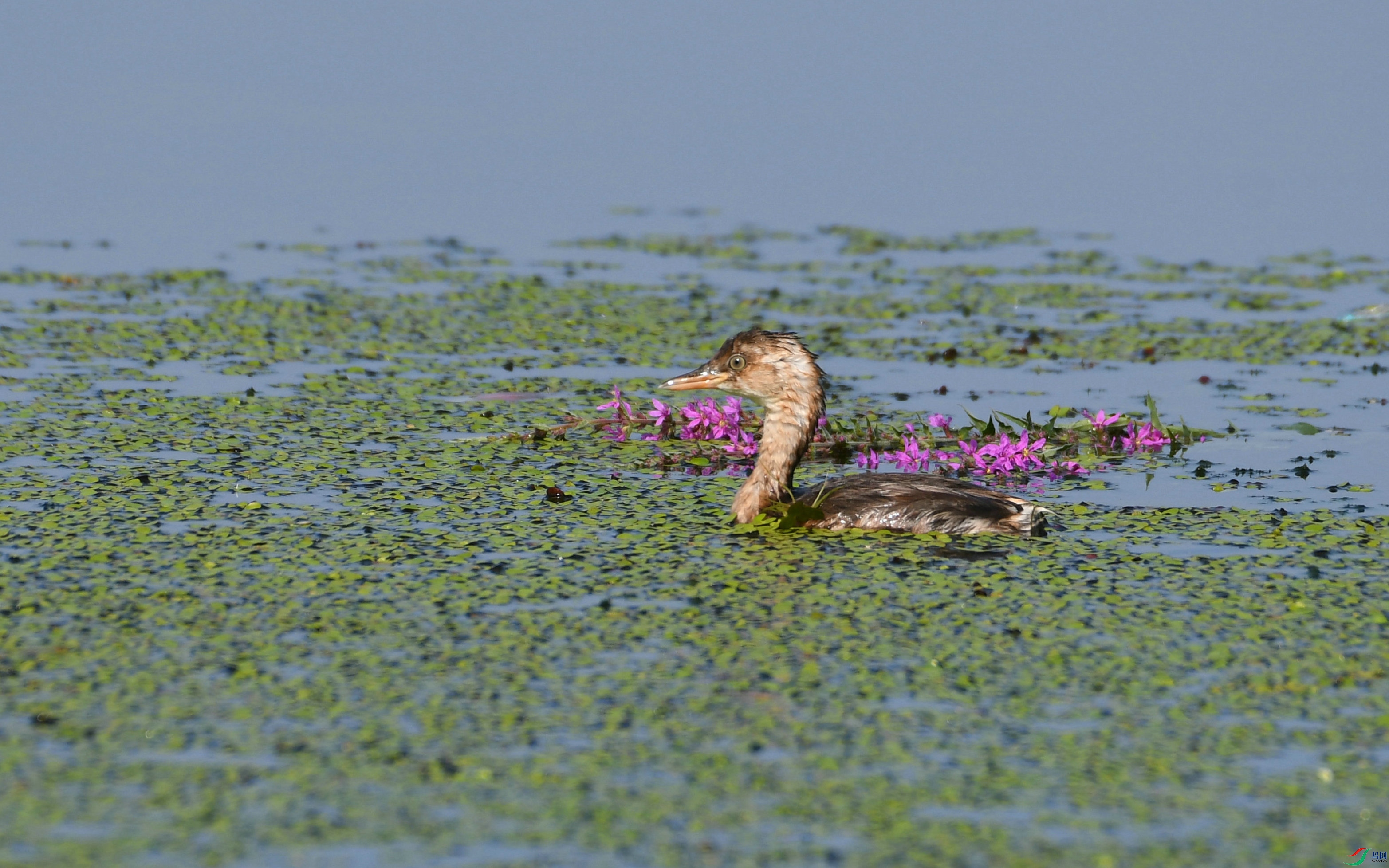 DSC_1417.JPG