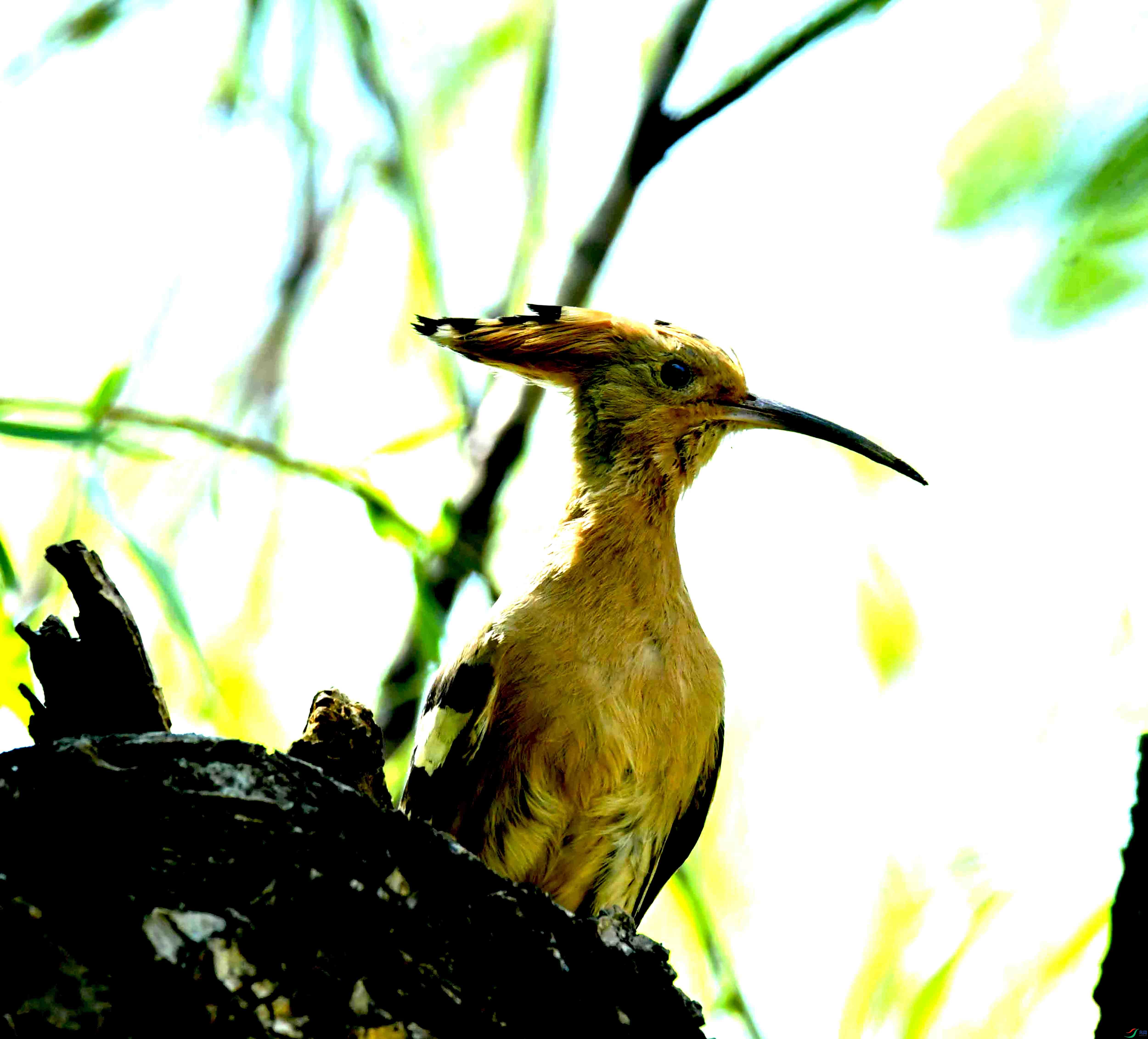 DSC_1553.JPG