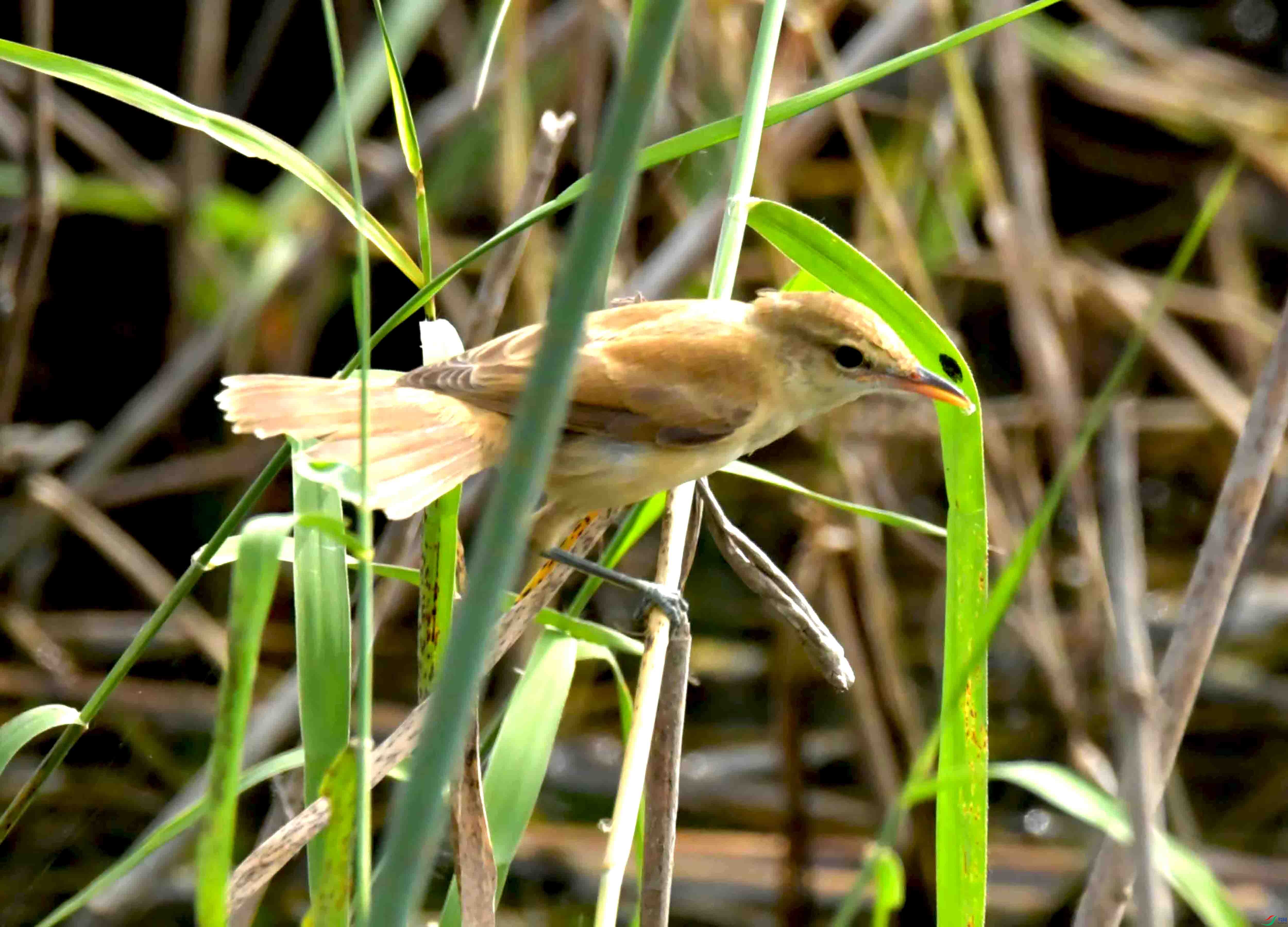 DSC_6404.JPG
