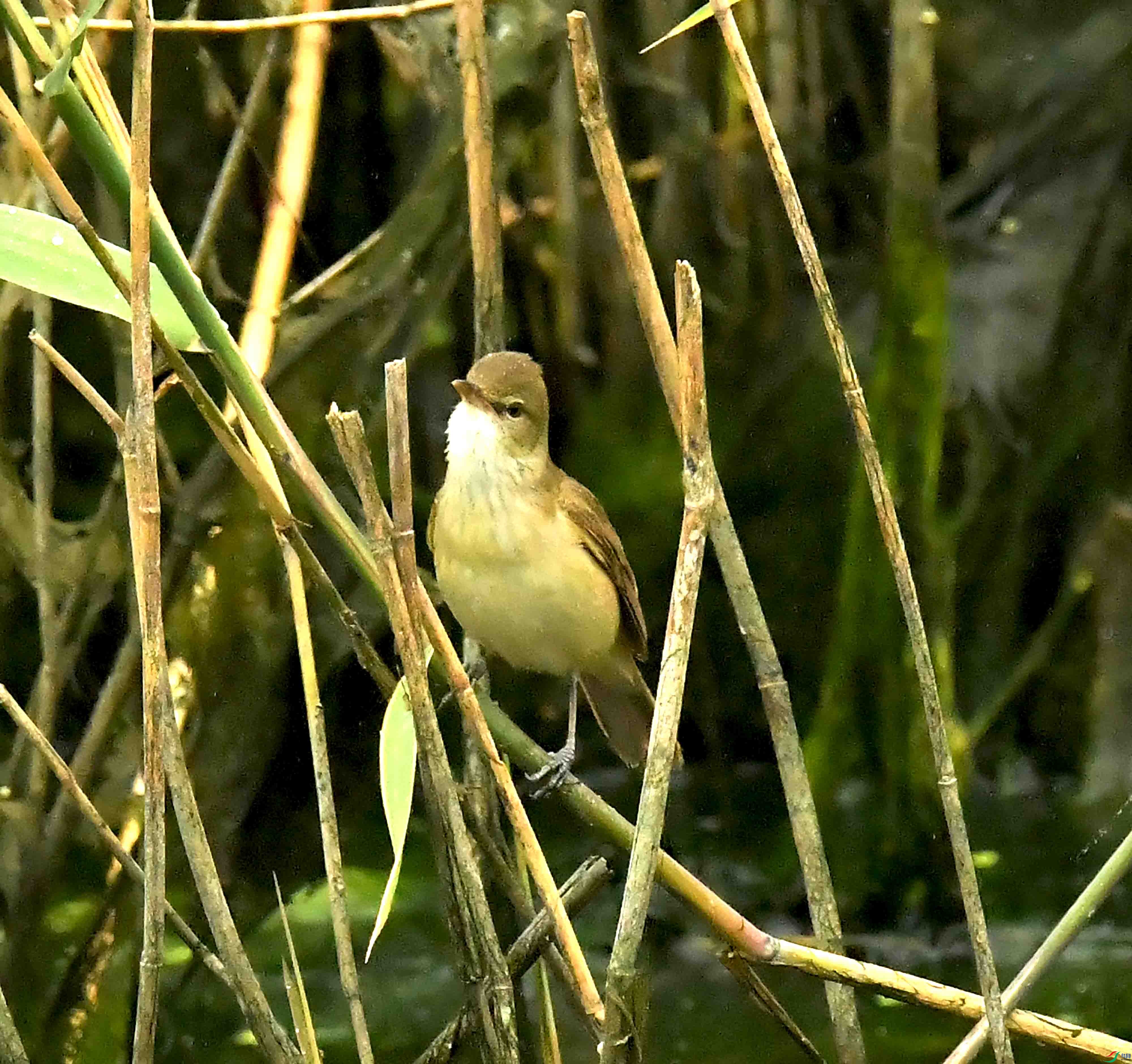 DSC_7679.JPG