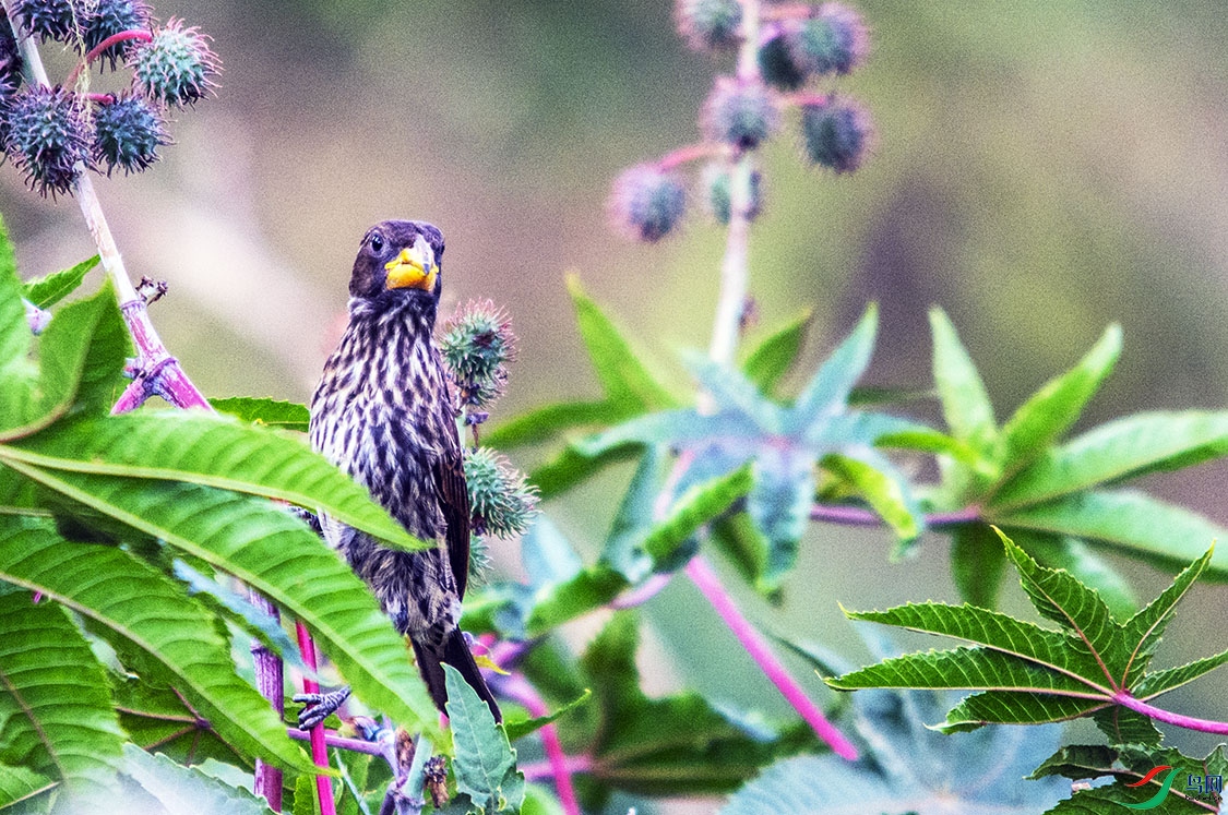 DSC_9679.jpg