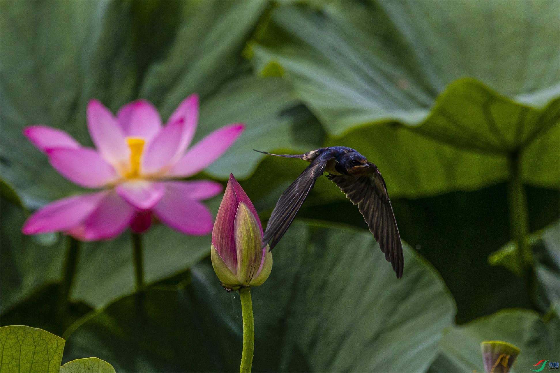 1K3A5027 ����1.jpg