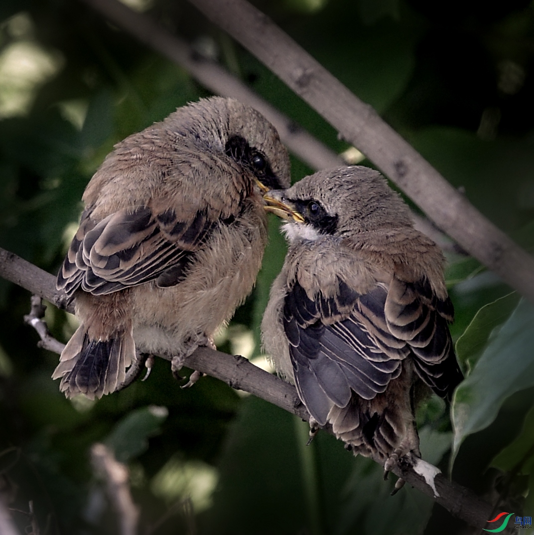 DSC_4002.jpg