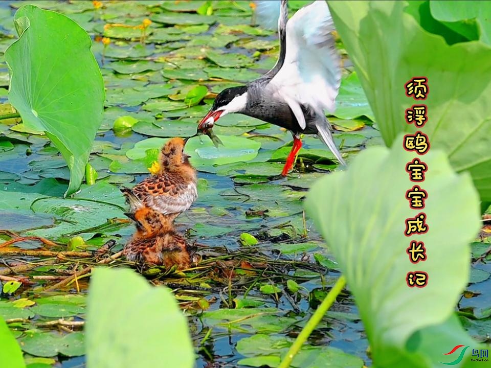 �븡Ÿ�����ɳ���