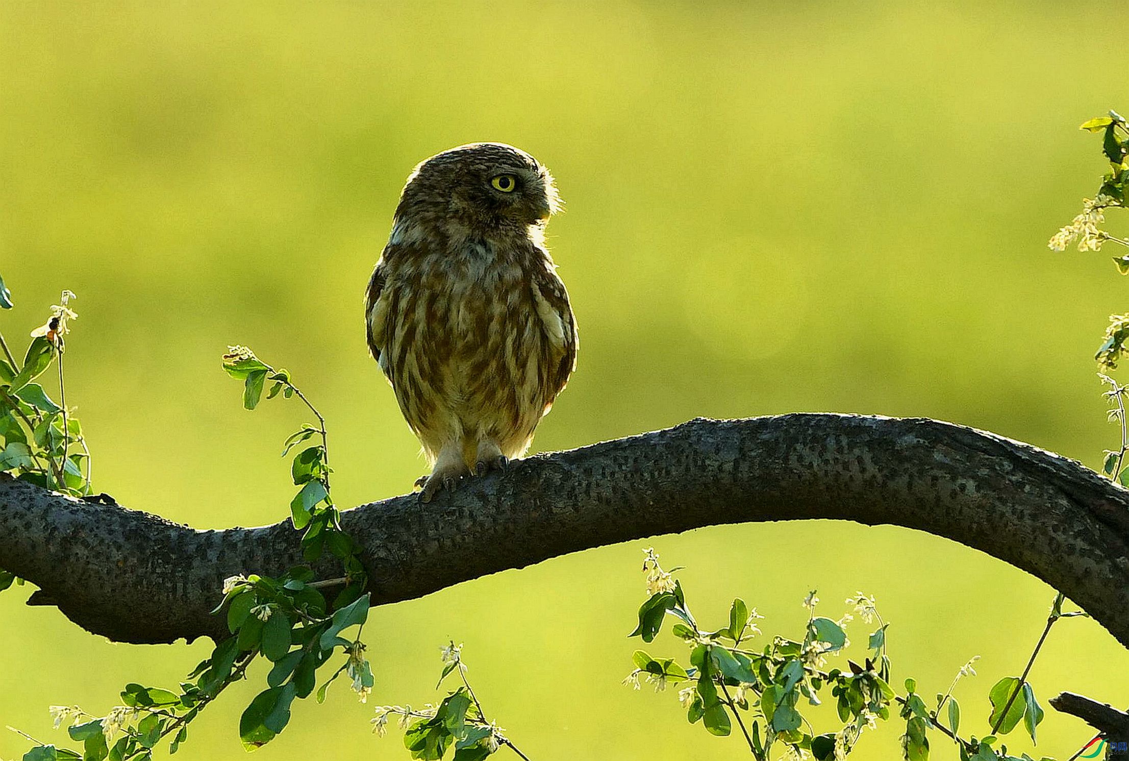 �������ҡ�