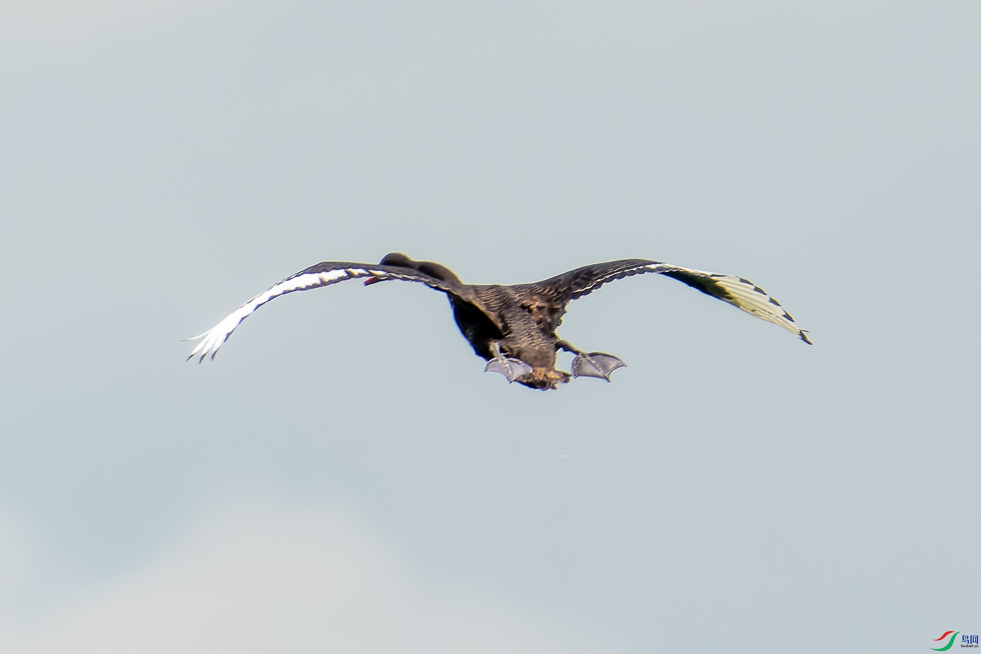 DSC01043-1.jpg