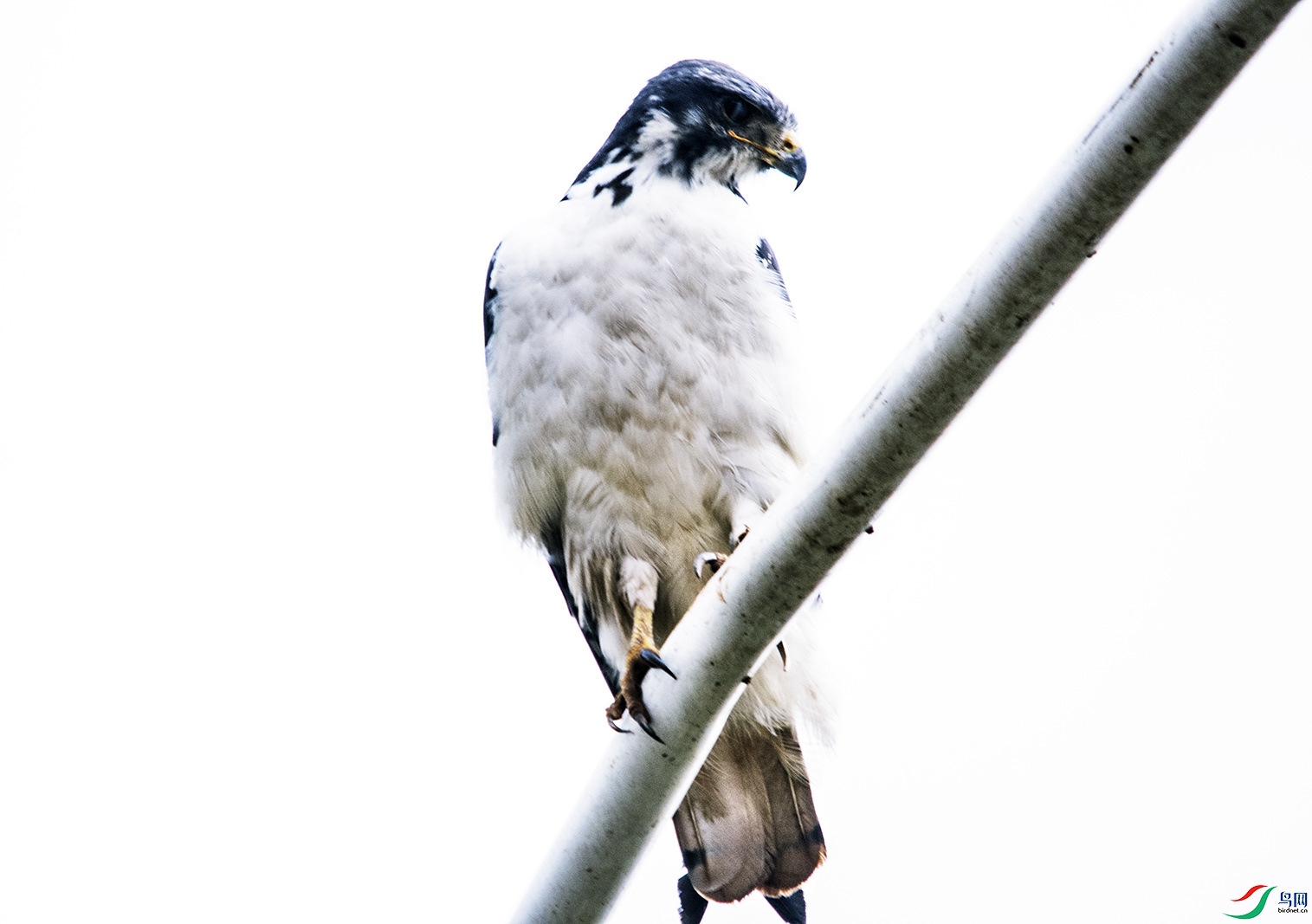DSC_9347.jpg