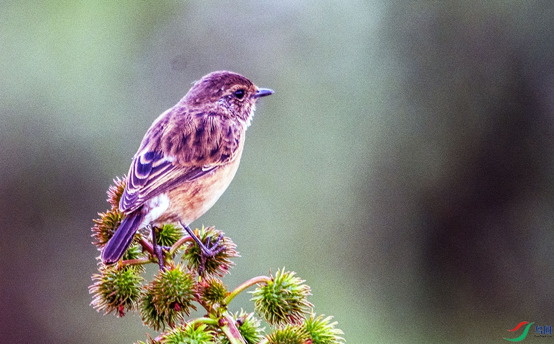 DSC_9648.jpg