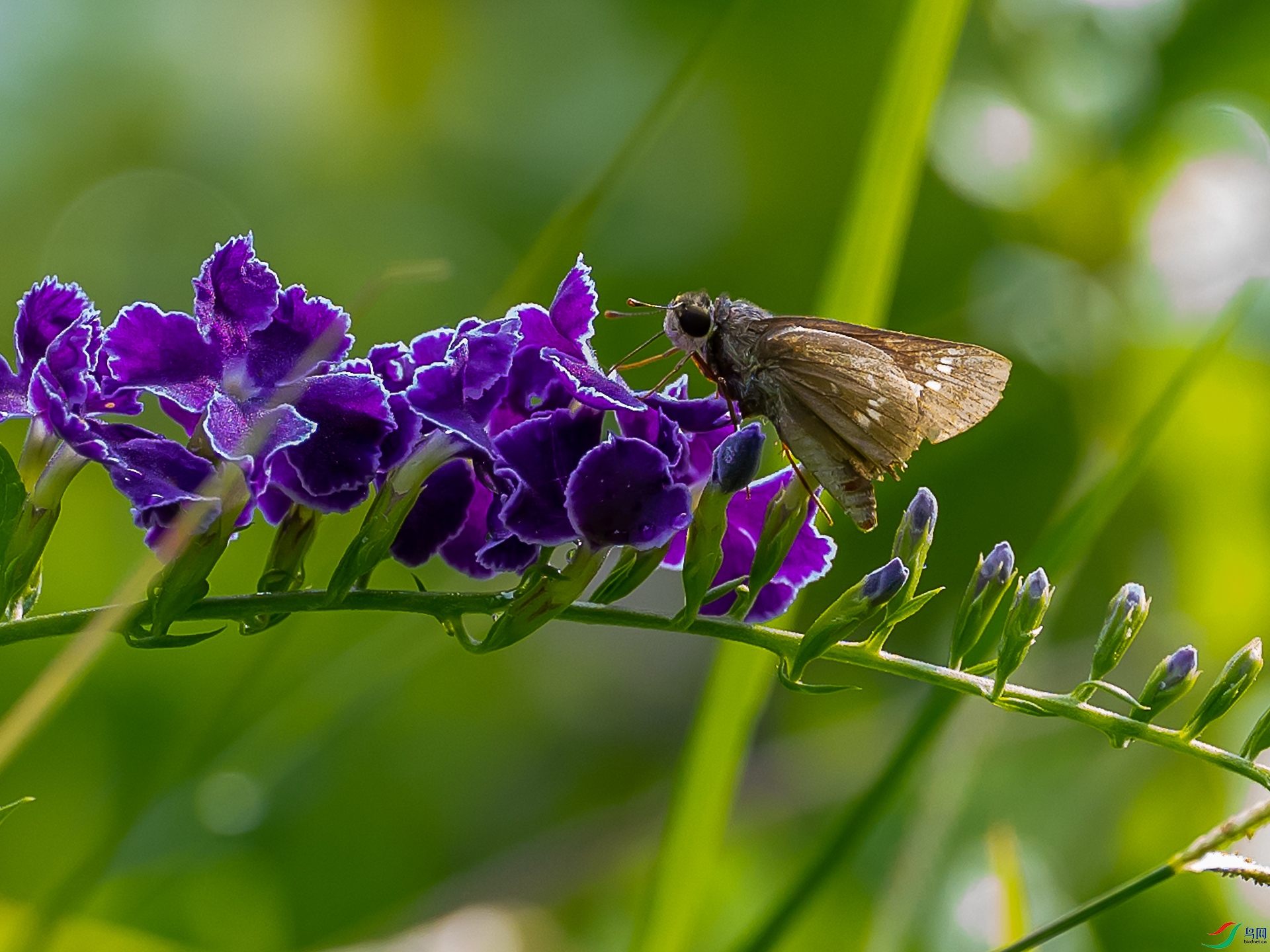 DSC02094-2.jpg