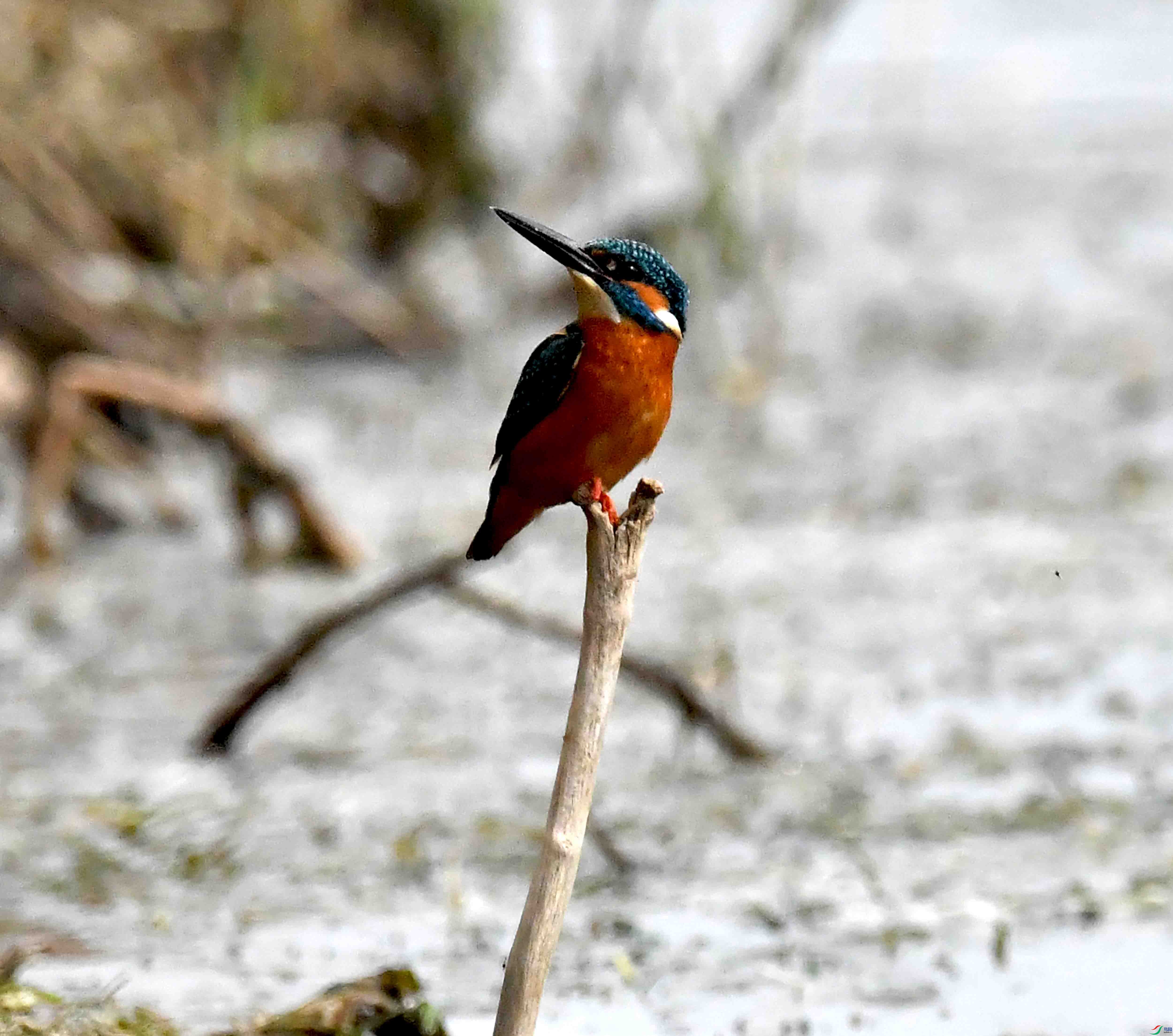 DSC_6568.JPG