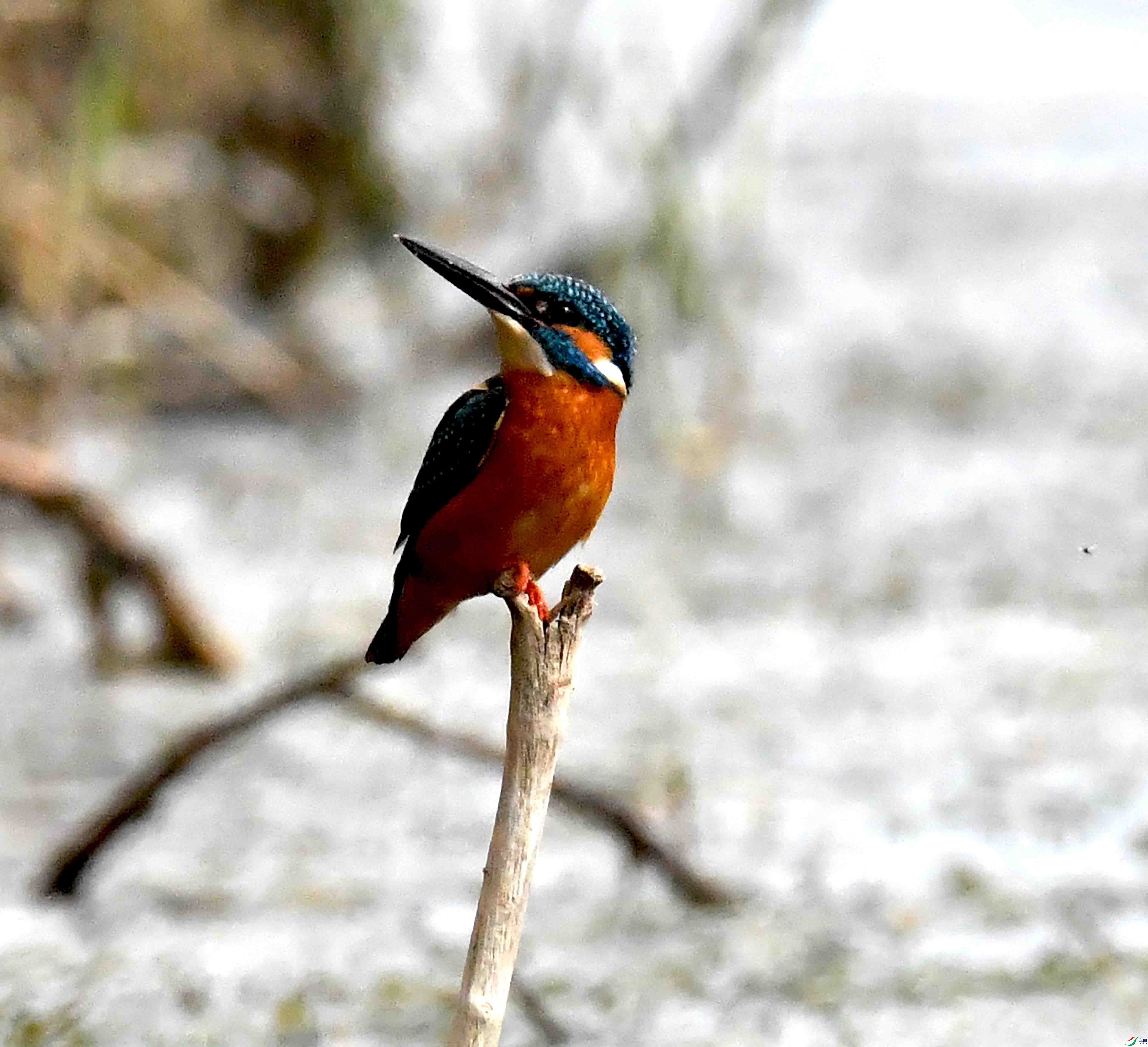 DSC_6569.JPG