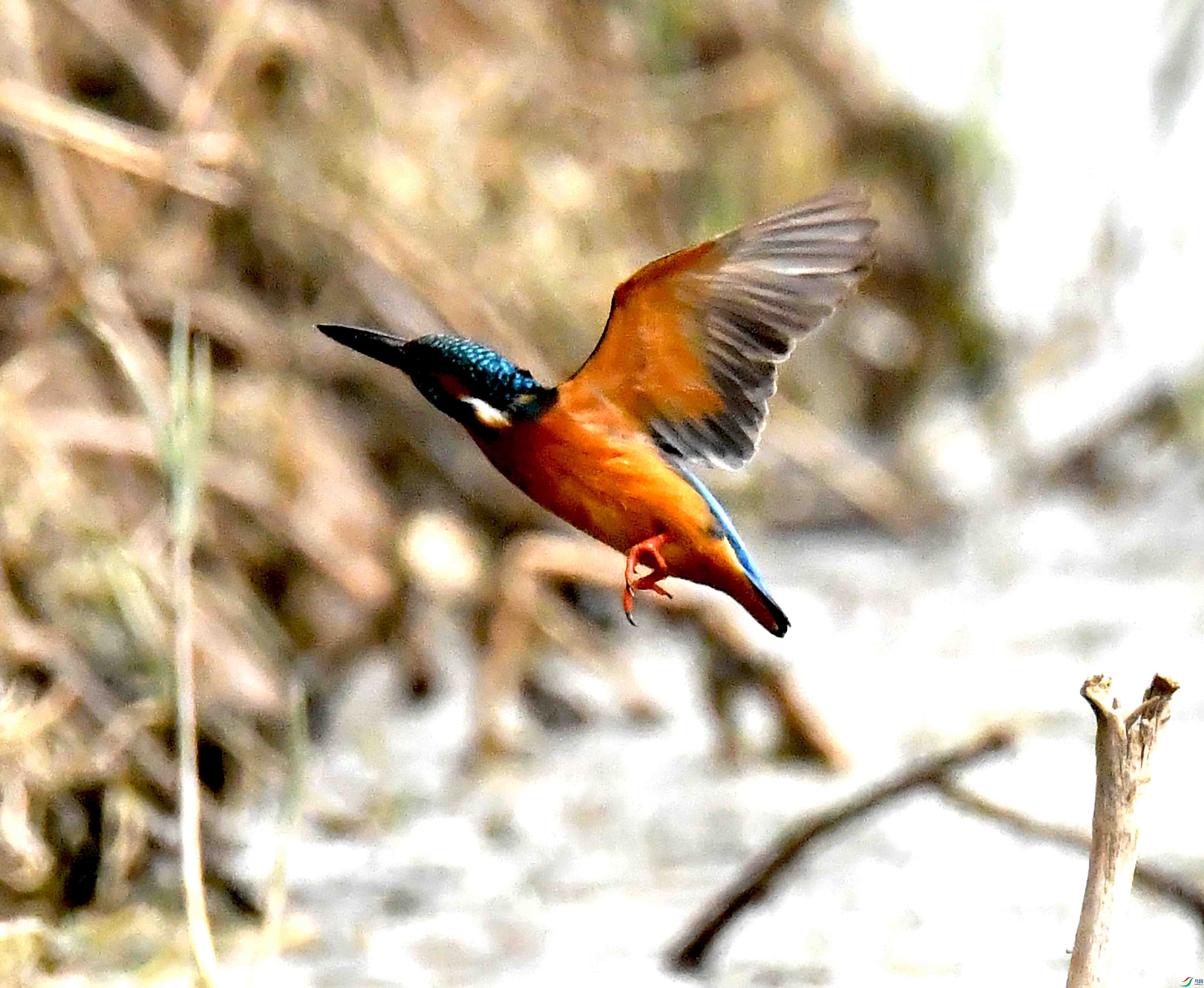 DSC_6573.JPG
