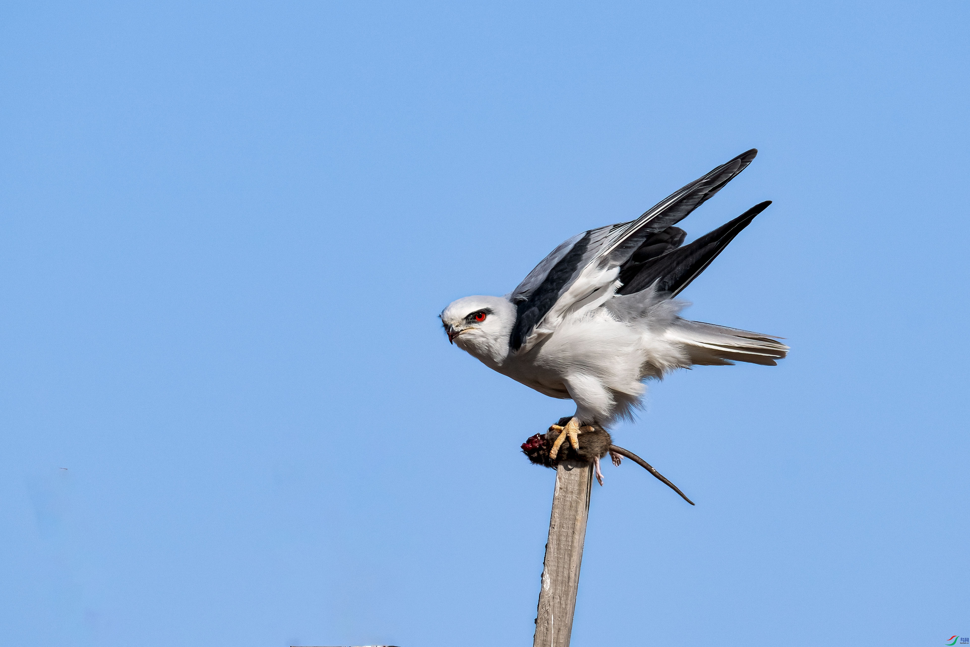 DSC_6687.jpg