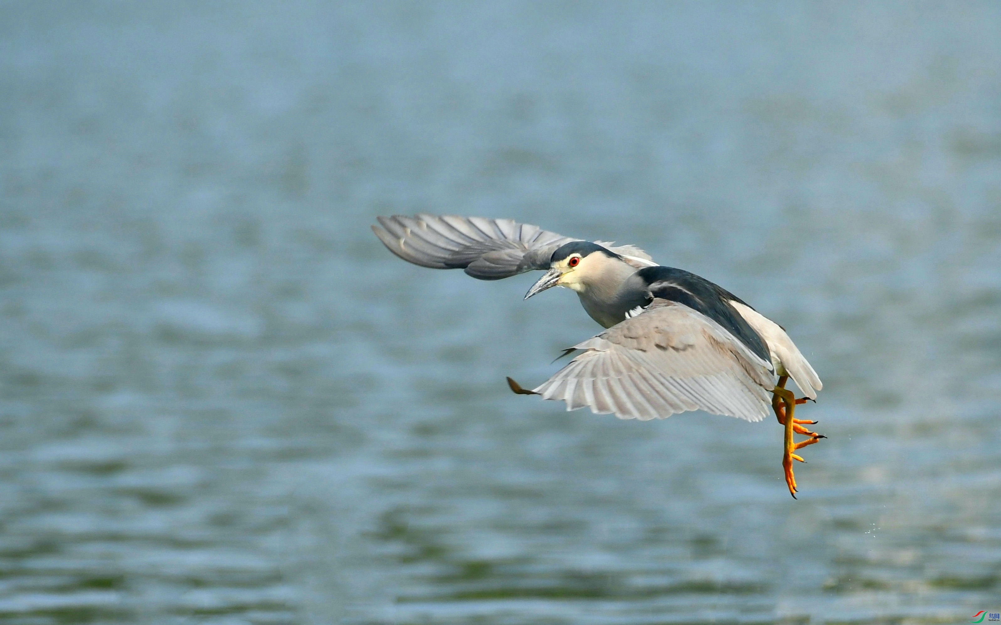 DSC_9248.JPG