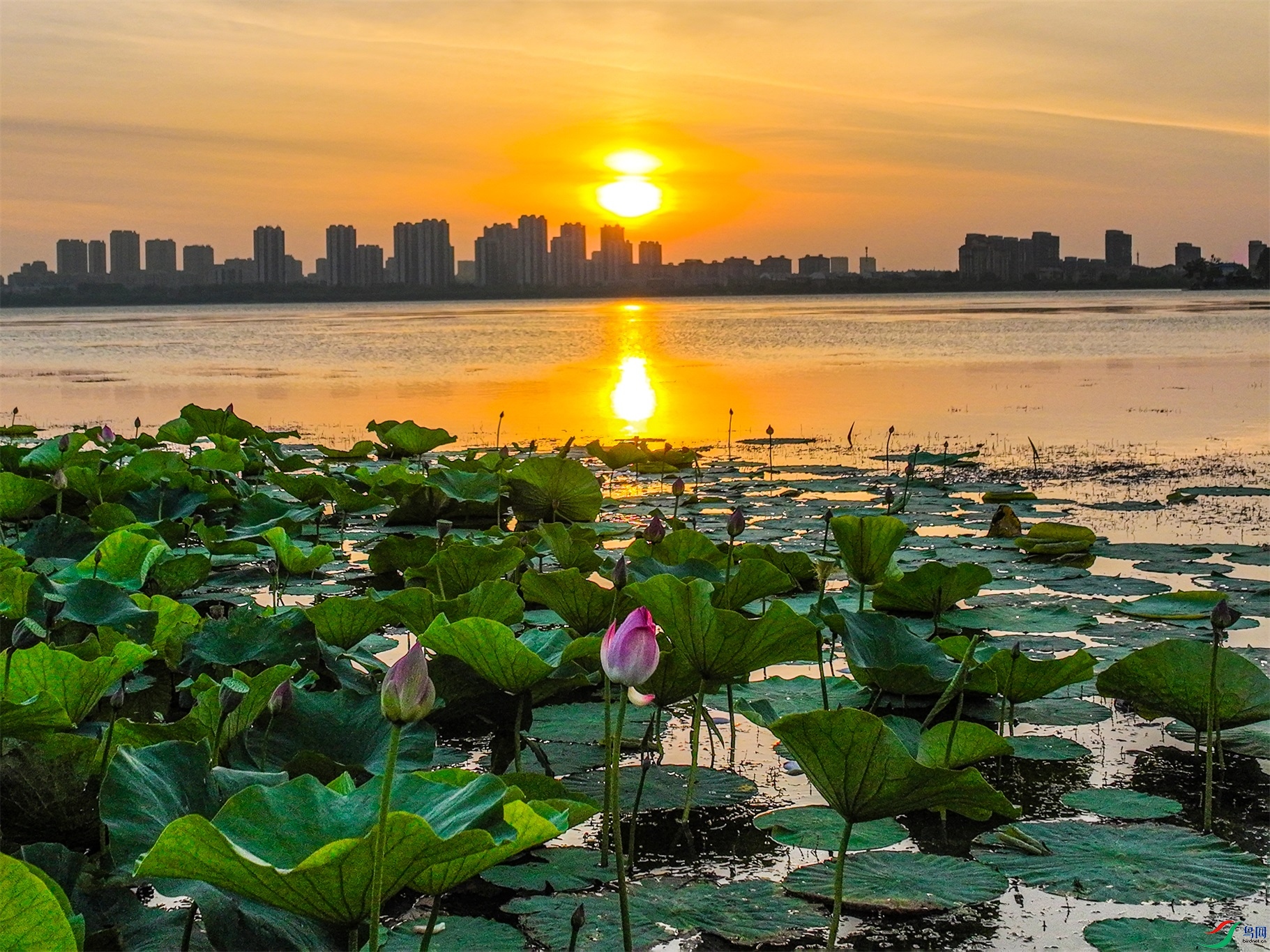 dji_fly_20230801_044156_695_1690836768314_photo ����1.jpg